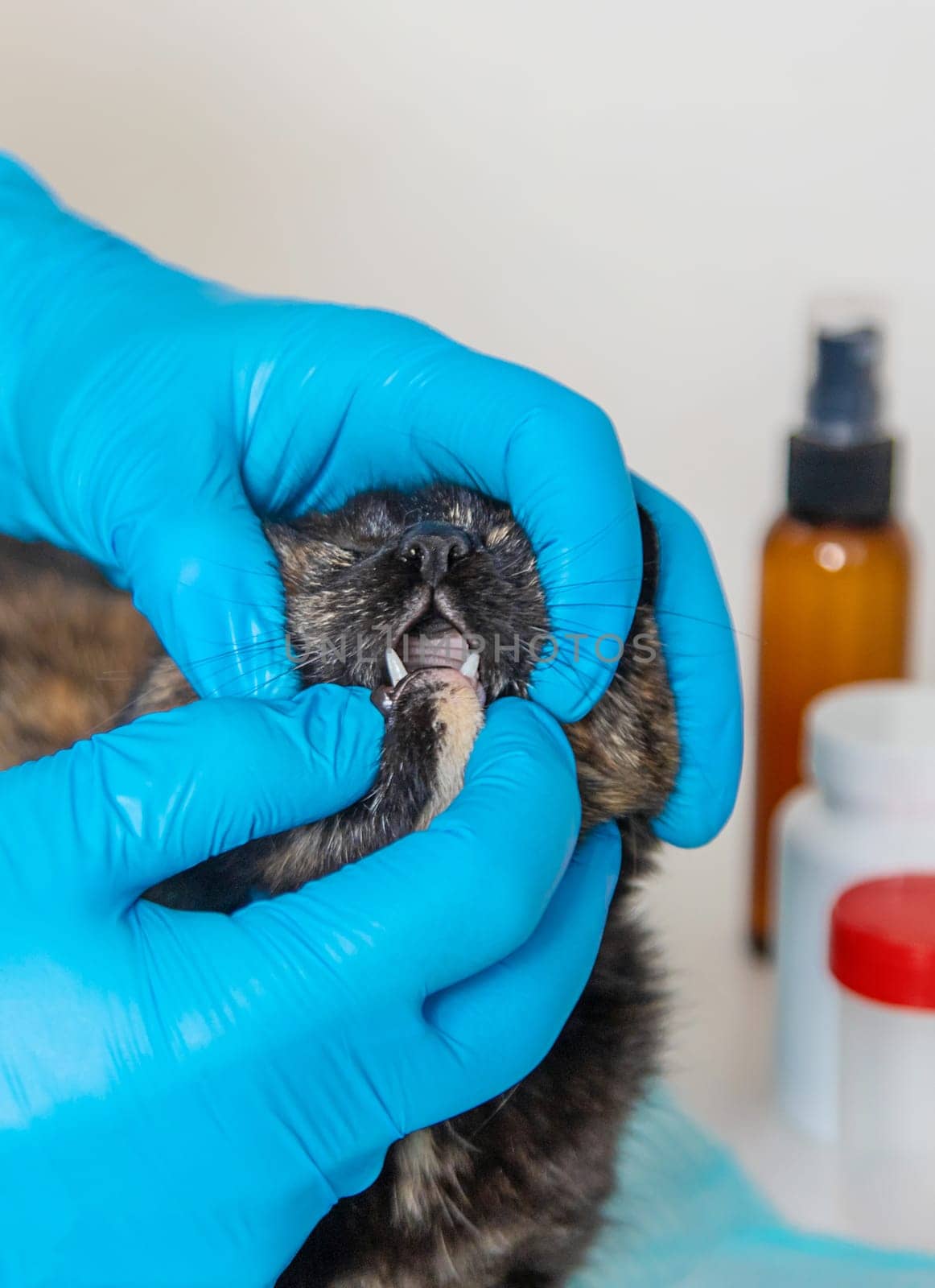 Veterinarian treats a cat. Selective focus. animal.