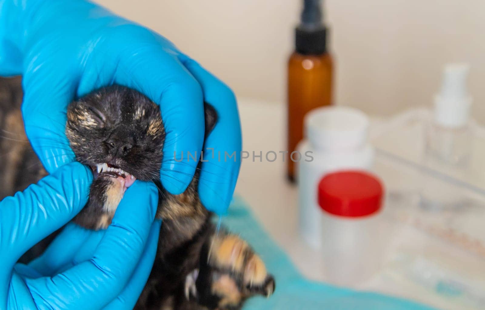 Veterinarian treats a cat. Selective focus. animal.
