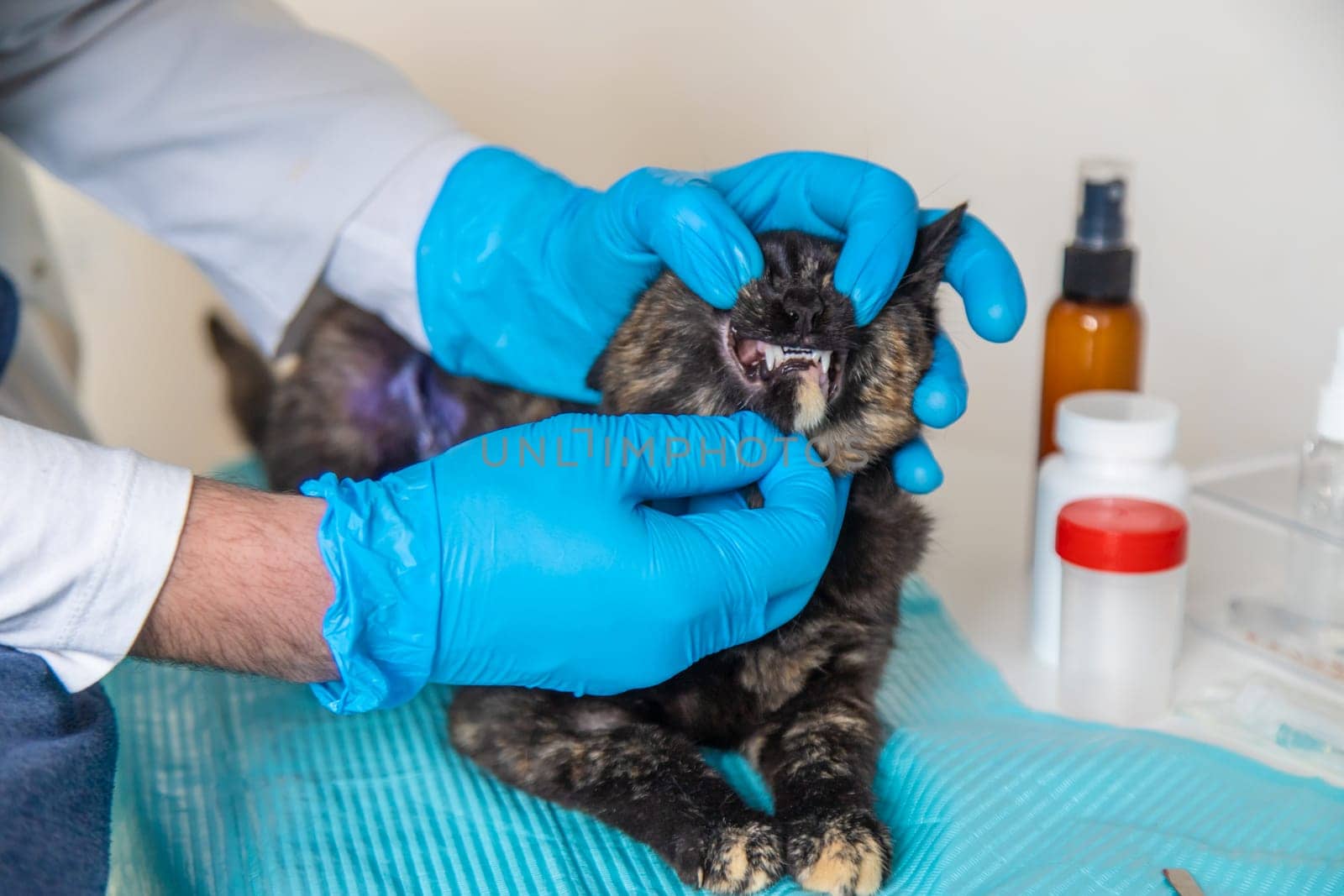 Veterinarian treats a cat. Selective focus. animal.