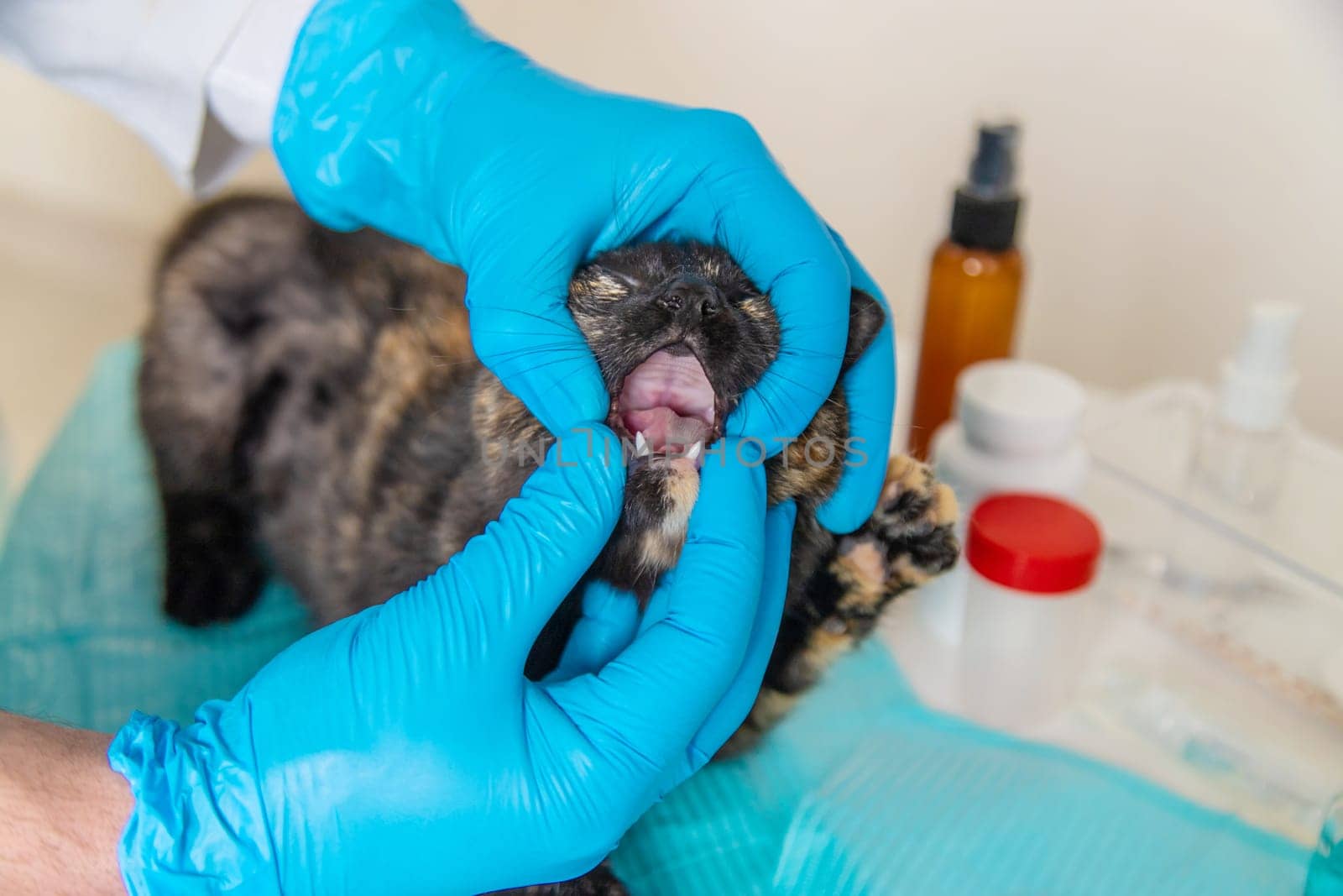 Veterinarian treats a cat. Selective focus. animal.