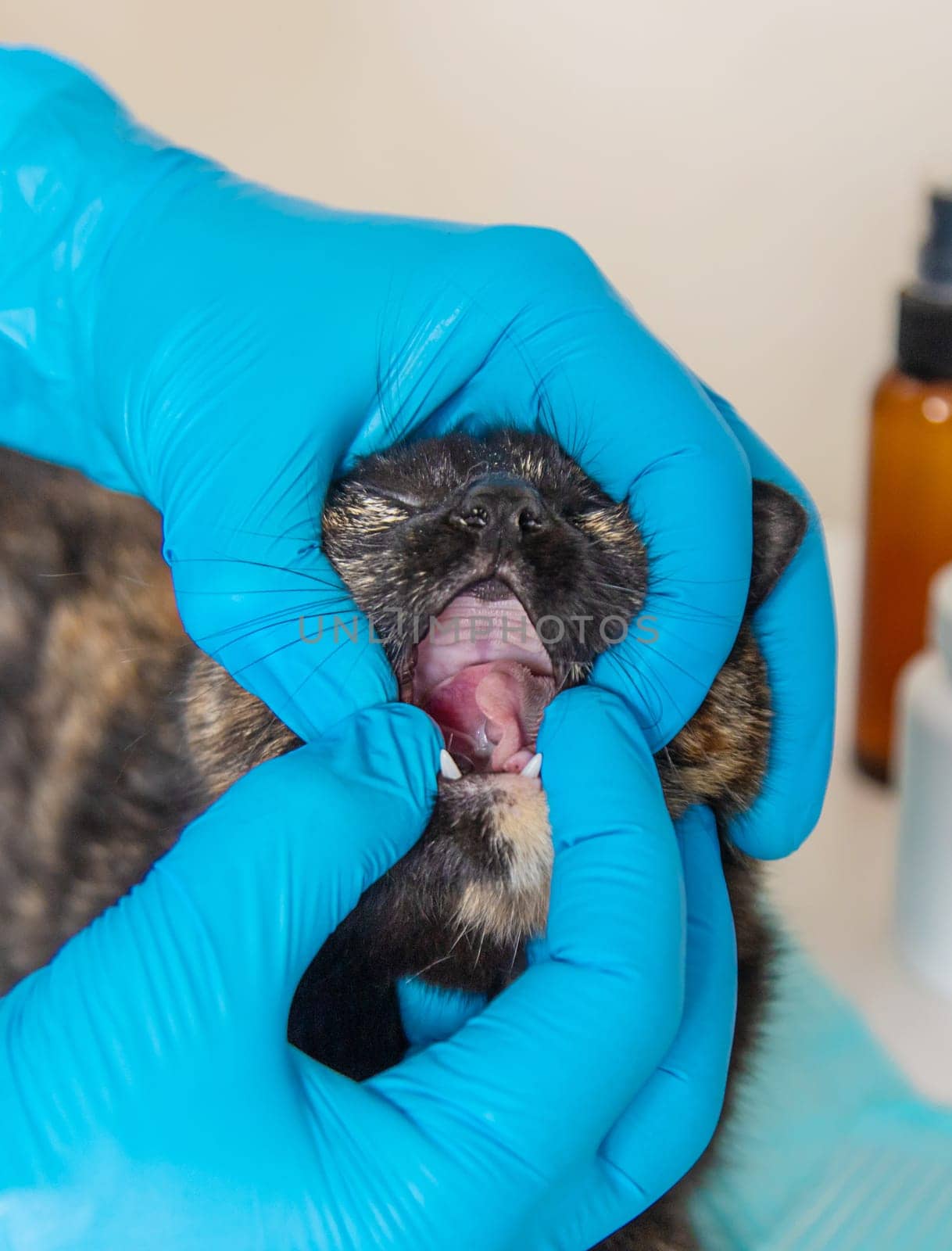 Veterinarian treats a cat. Selective focus. animal.