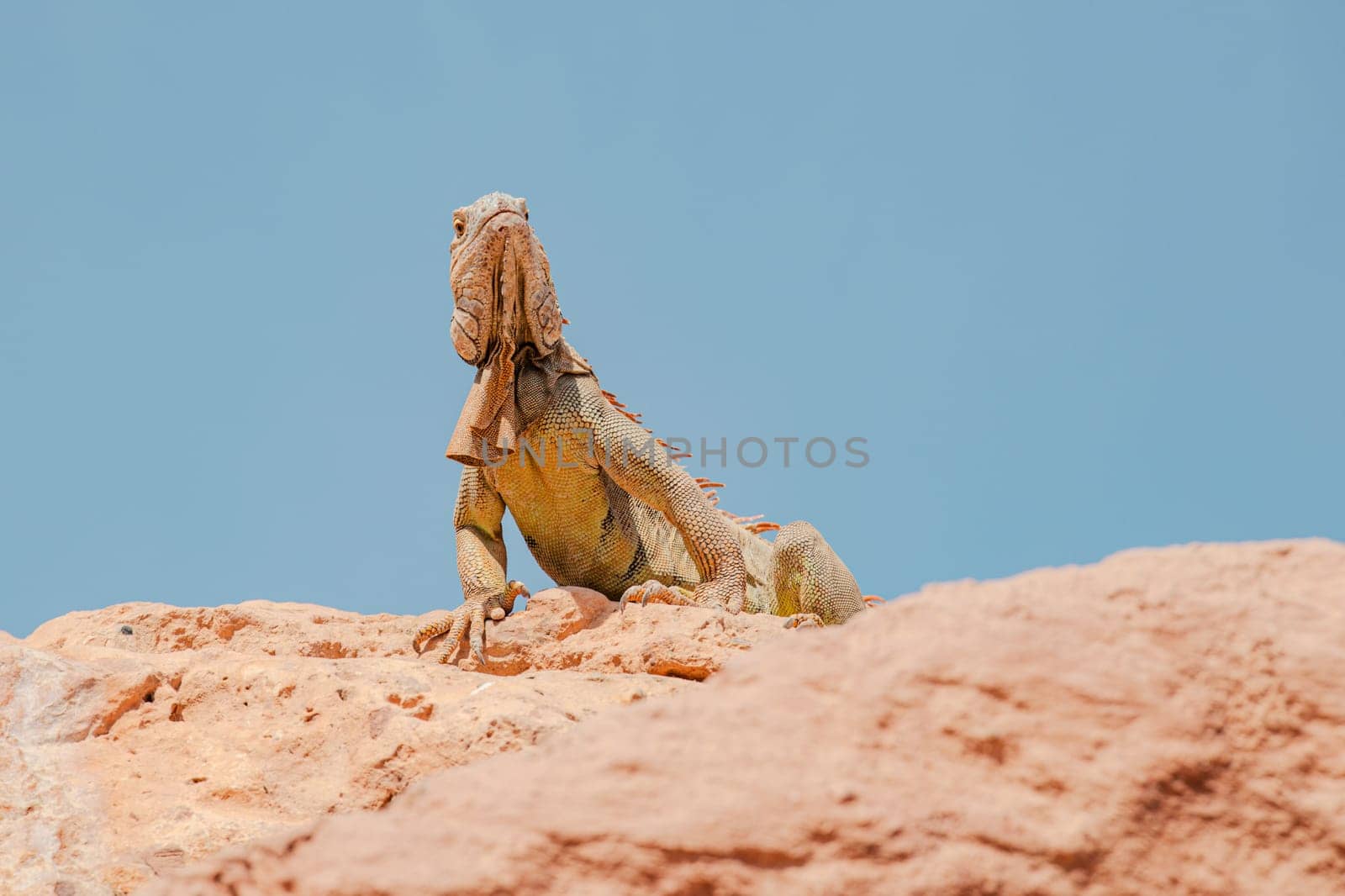 Green Iguana sitting on red rock. Wild animal. Wildlife. Lizard posing on dry rock