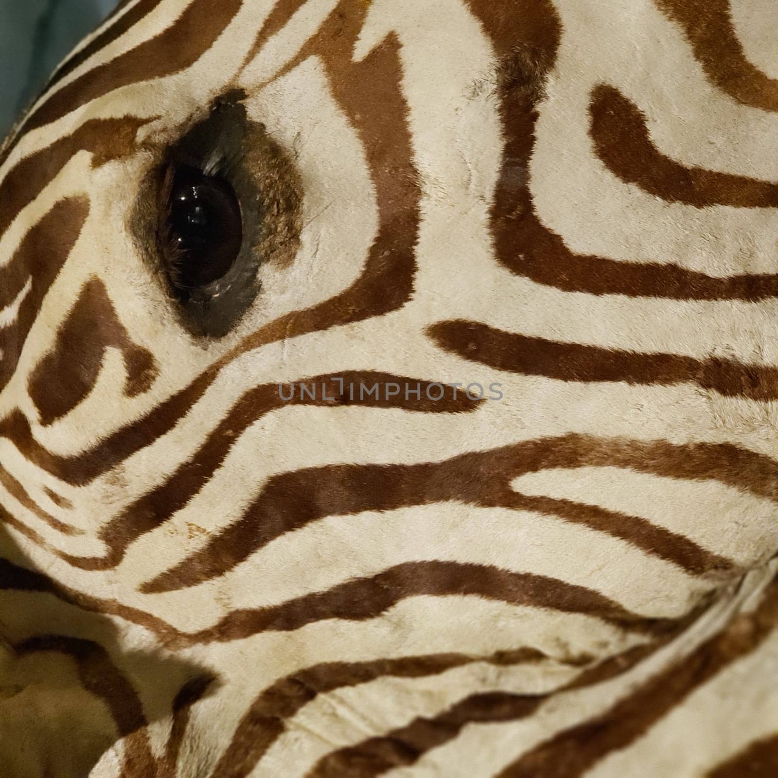 View of a Zebra Eye and Head