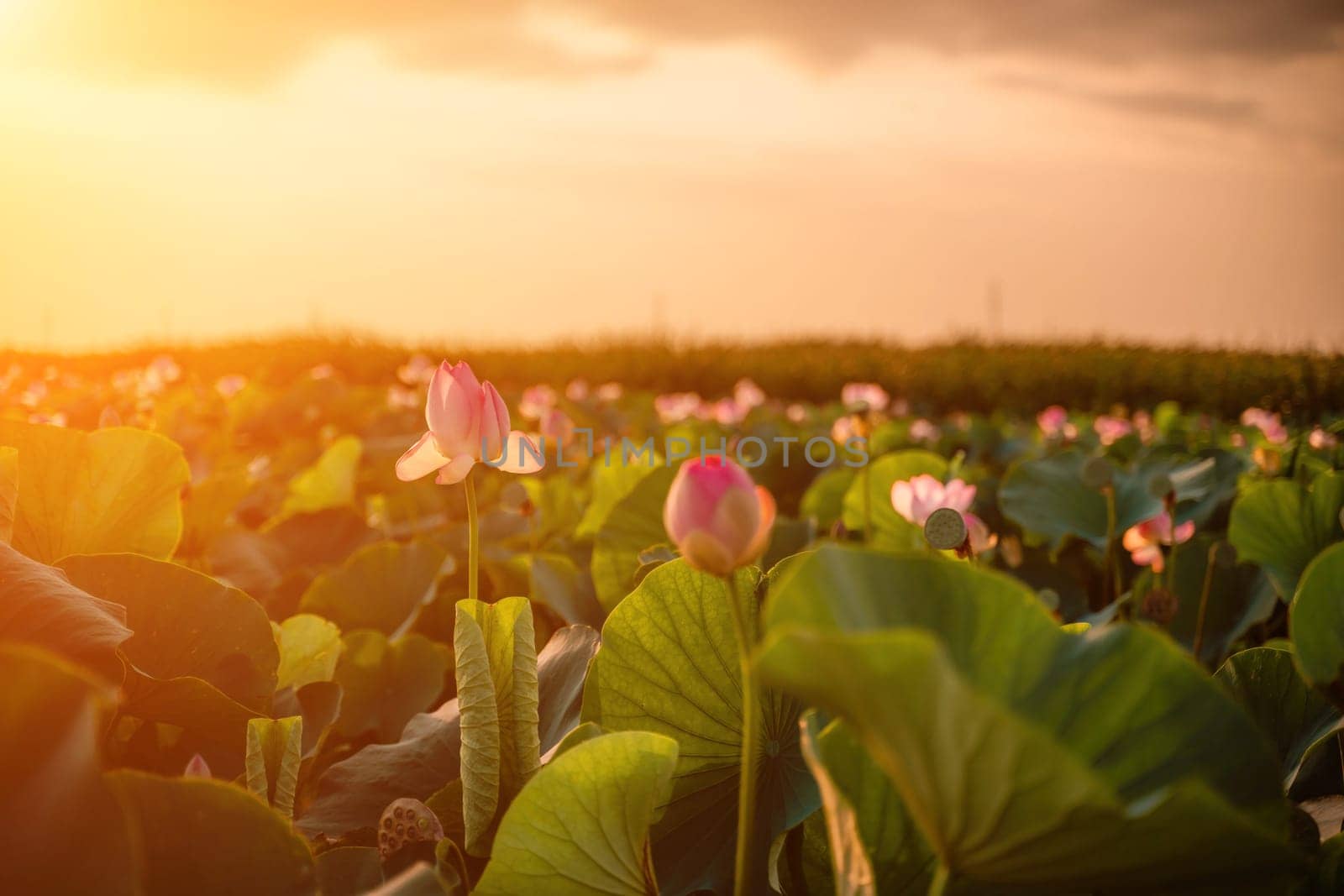 Sunrise in the field of lotuses, Pink lotus Nelumbo nucifera sways in the wind. Against the background of their green leaves. Lotus field on the lake in natural environment