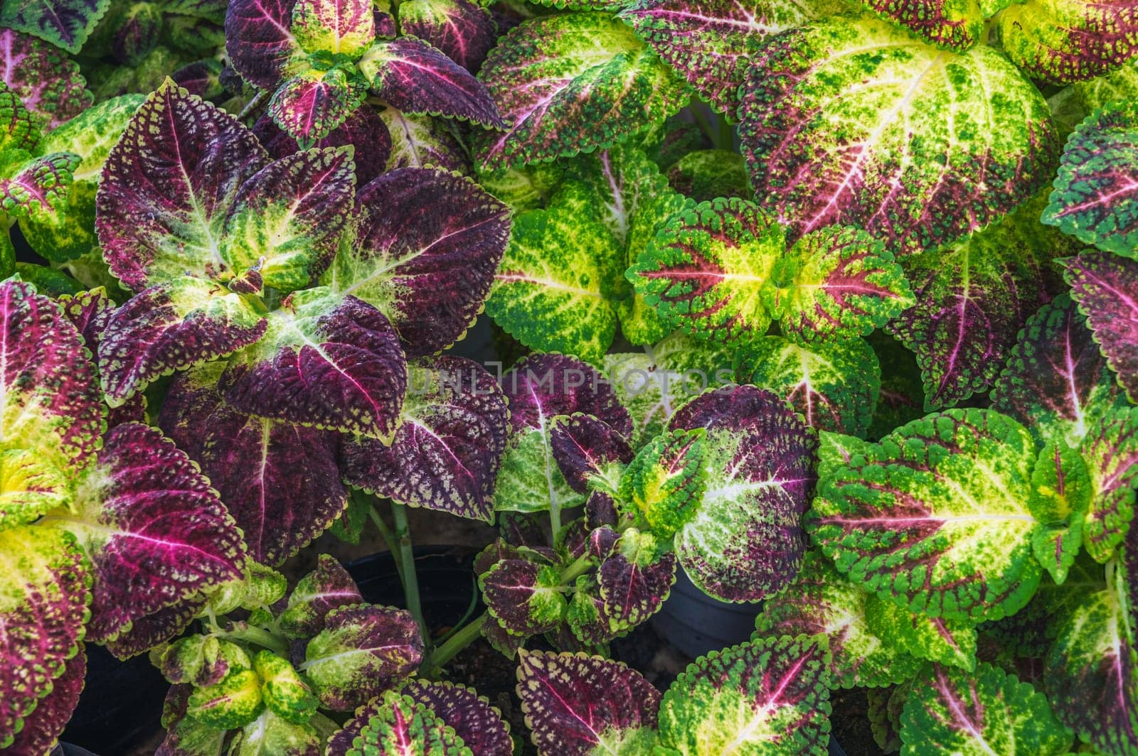 natural background with purple green leaves of the coleus plant texture close-up