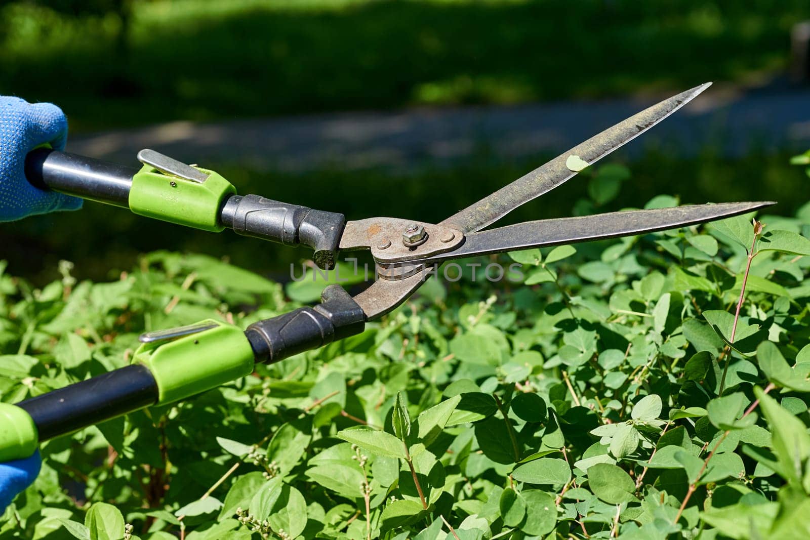 Garden shears for trimming branches, cutting cuttings, etc