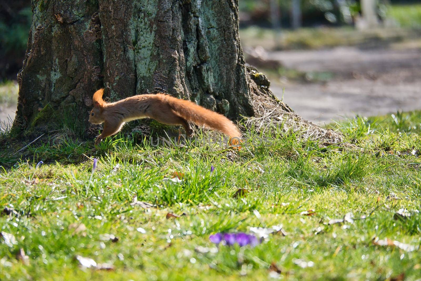 Red squirrel jumps in the sunlight on a green meadow in front of a tree trunk. Spring-like nature mood with bright colors.