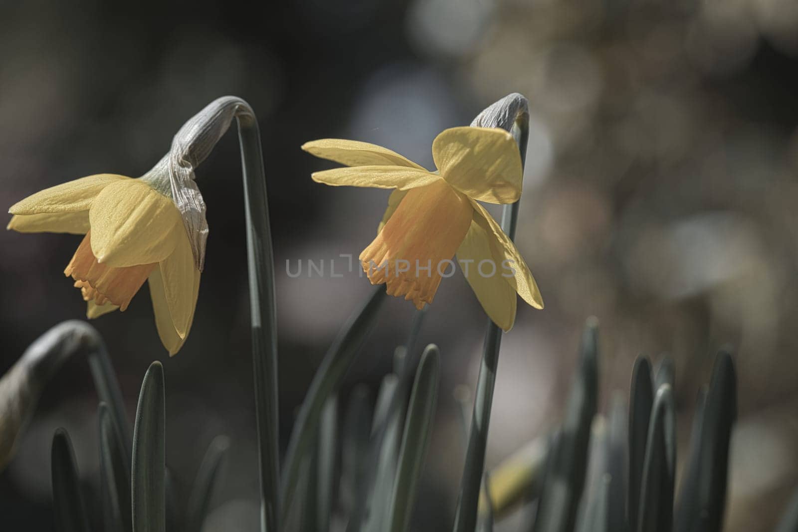 Daffodils at Easter time. Early bloomers with green leaves and yellow flowers. Early flowering daffodils. Flower from nature