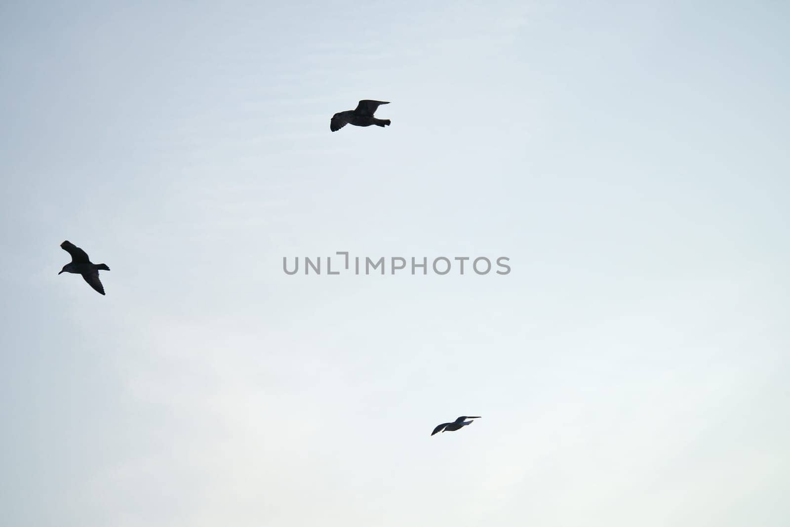Seagulls glide gracefully through the clear sky, accompanied by gentle clouds and contrails. Wildlife photos of birds. Minimalist nature photography with freedom and lightness.