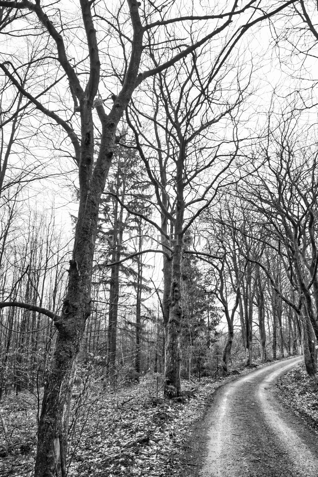 Enchanted forest path in black and white in the fall. Damp earth, moss-covered trees and bare branches create a mystical, tranquil atmosphere in nature.