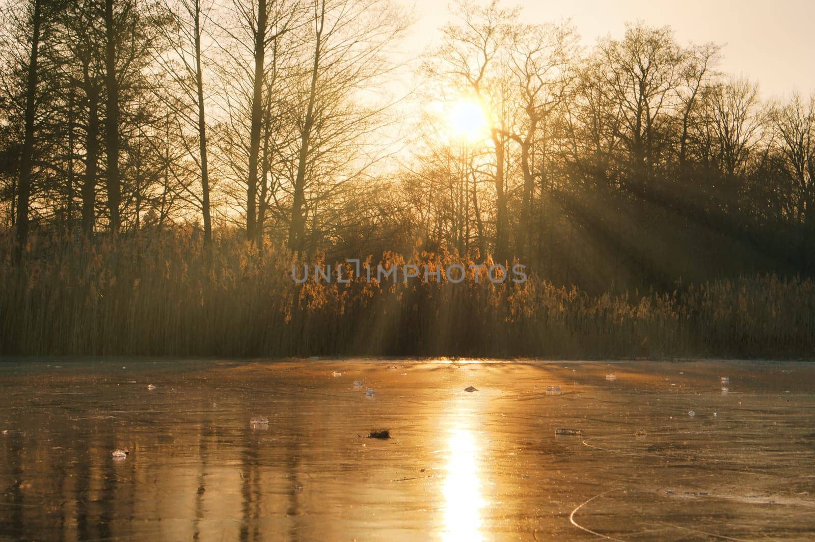 Frosty lake with coots in the ice-free zone. Trees at the edge and reeds in the lake. Nature photo near Berlin