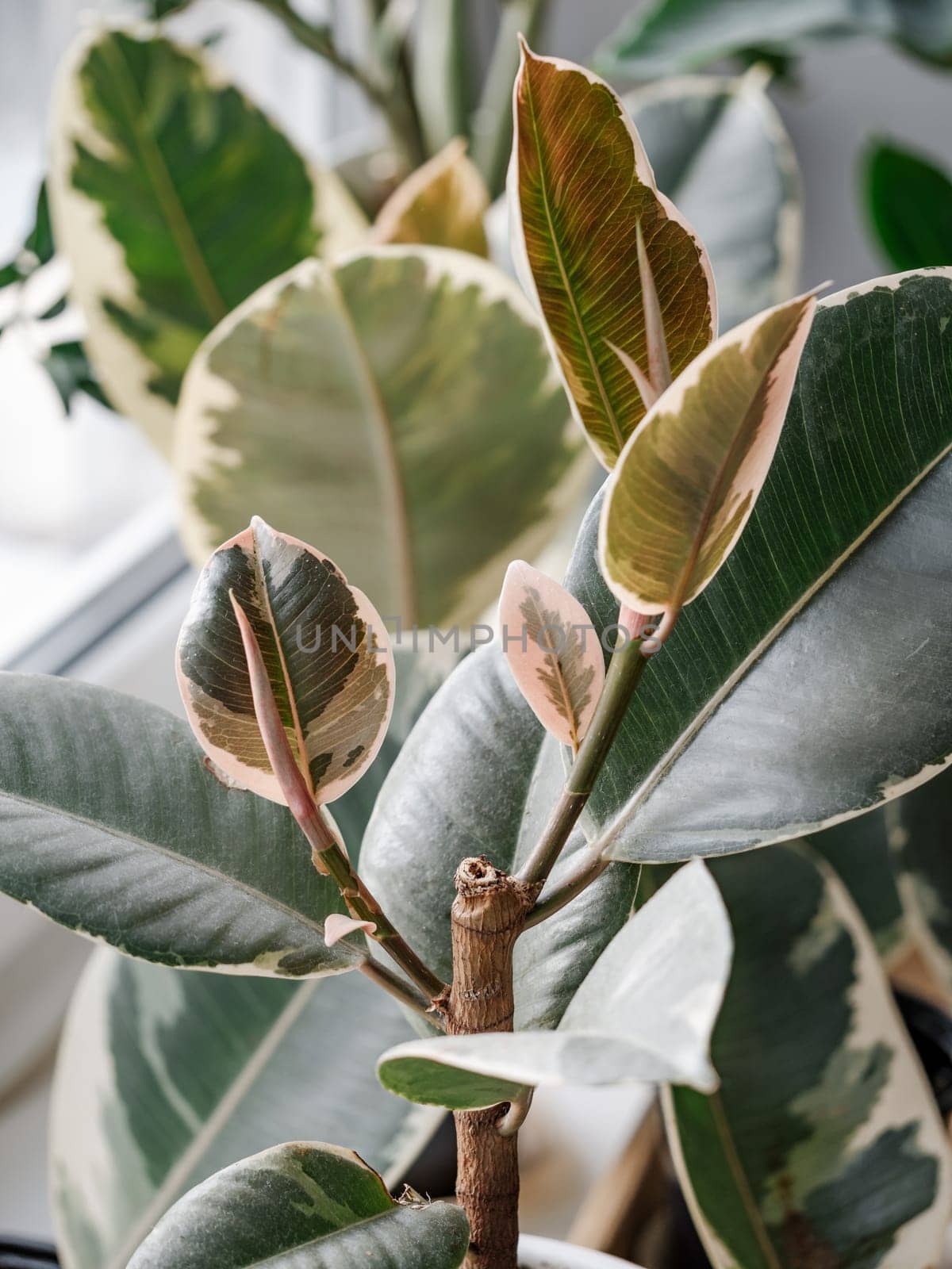 The Ficus elastica Tineke begins to branch out and produces two branching of stems simultaneously. Ficus elastica tineke branching progress and making arborize or branch out. How to promote branching on Ficus