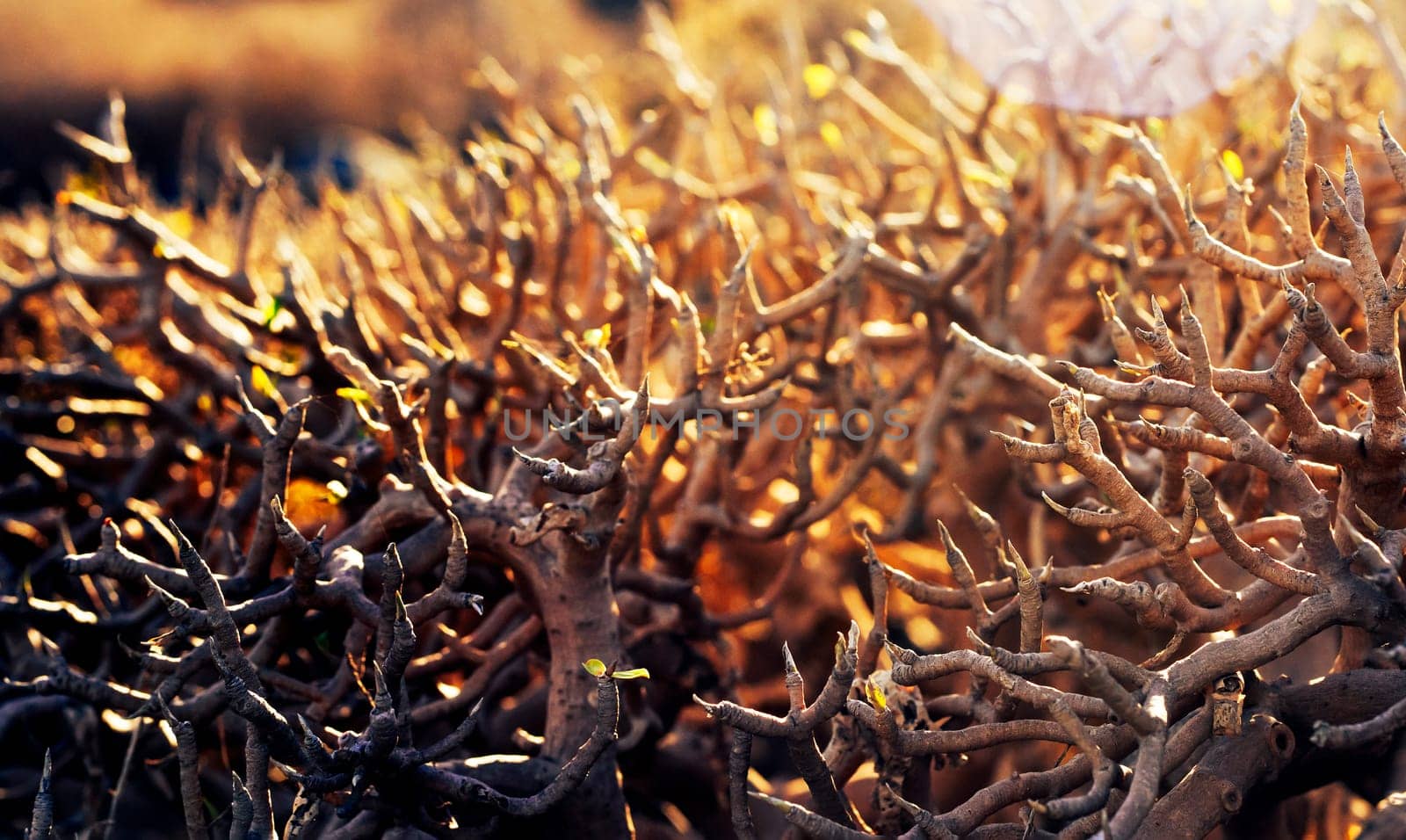 Shrubs, bushes with dense stems, dracaena dragon tree close-up in the rays of the sun, background with vegetation growing in the desert and dry hot climate.