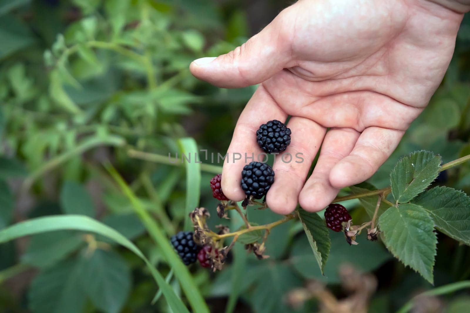 A man holds blackberries in his hand, close-up view. A farmer harvests berries in his garden, a gardener gathers wild blackberries in the forest.