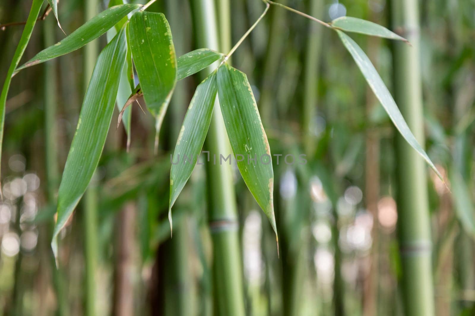 Bamboo branch in bamboo forest, beautiful green nature with blue sky on the background