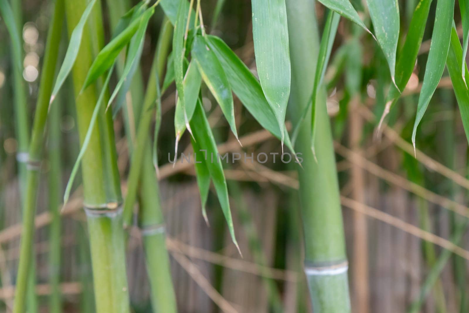 Bamboo branch in bamboo forest, beautiful green nature with blue sky on the background