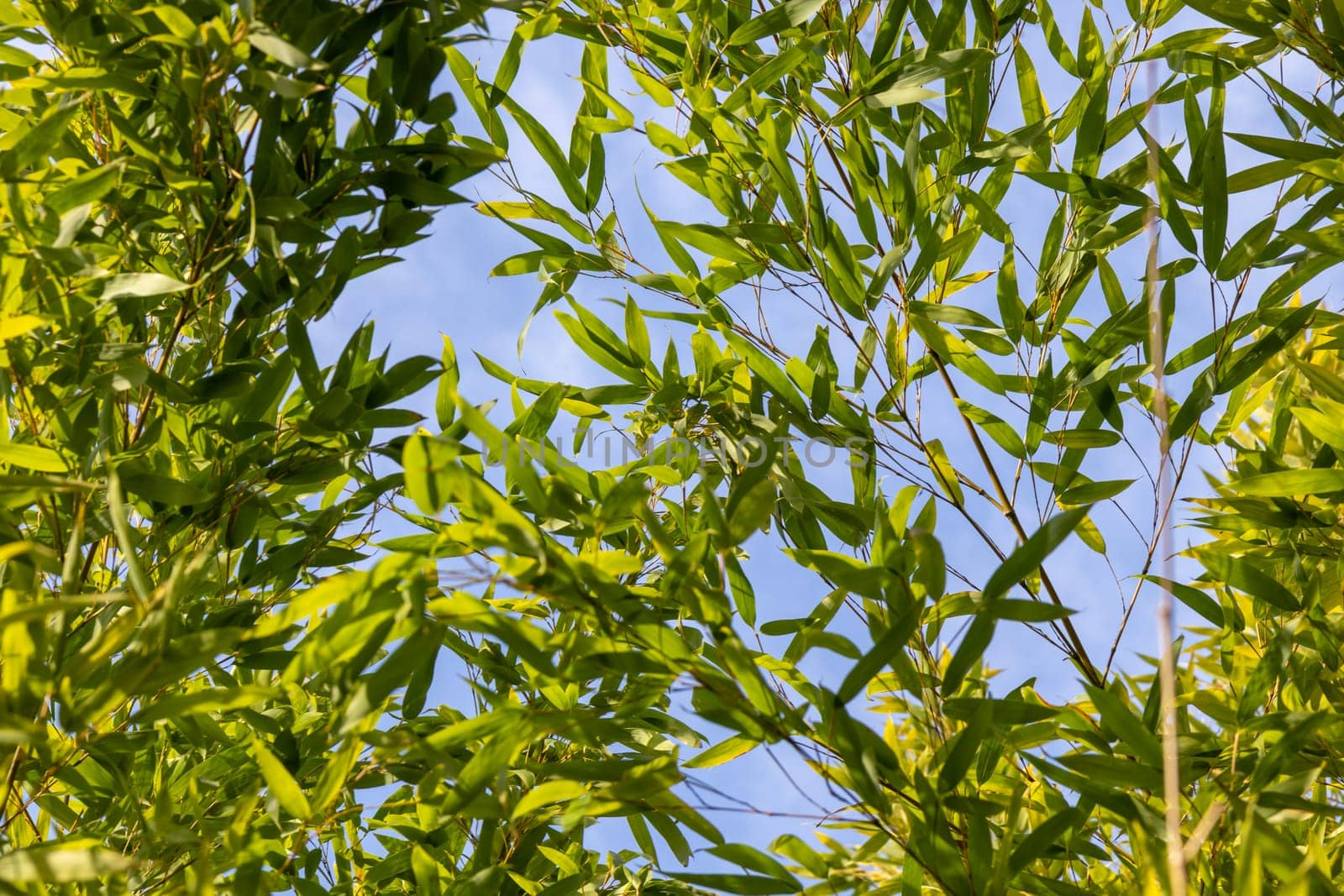 Bamboo branch in bamboo forest, beautiful green nature with blue sky on the background banner