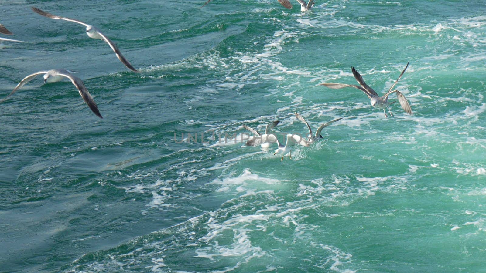 Seagulls dive-bombing a churning ocean surface, wings outstretched, creating splashes and whitewater. Fish are likely the target.