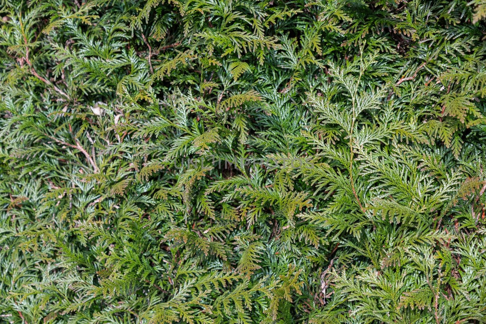 A beautiful hedge of thuja trees, neatly trimmed hedges in a urban park. Seamless texture of green natural background. Security and privacy concept. Selective focus