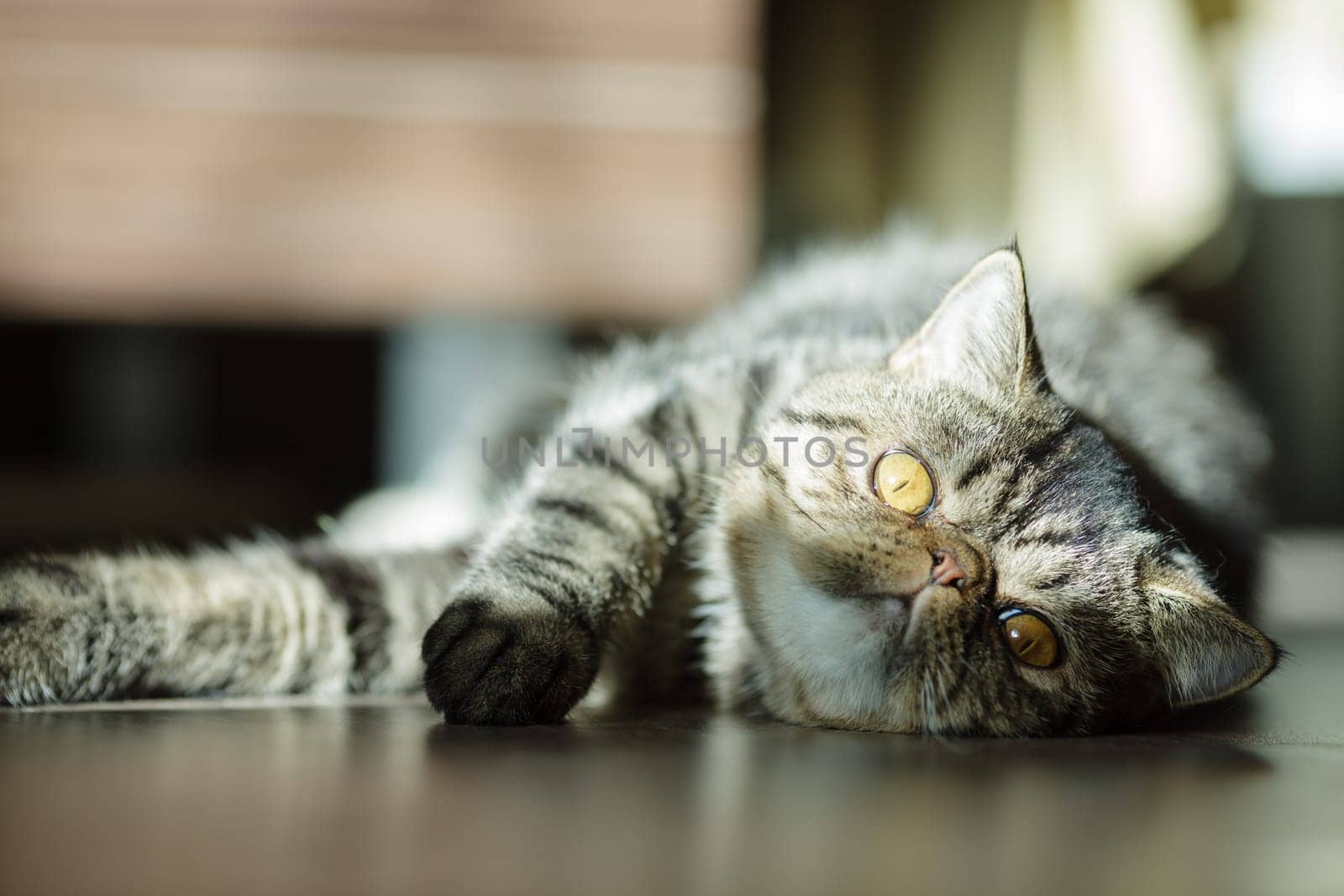 Cute tabby cat with golden eyes lies on the floor in soft sunlight, gazing upside down with a relaxed and curious expression.