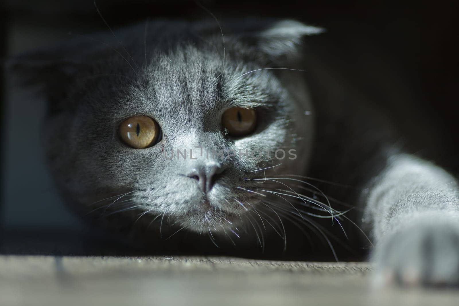 Curious gray cat with golden eyes crawls out of the shadows, reaching forward with its paw in dramatic lighting.