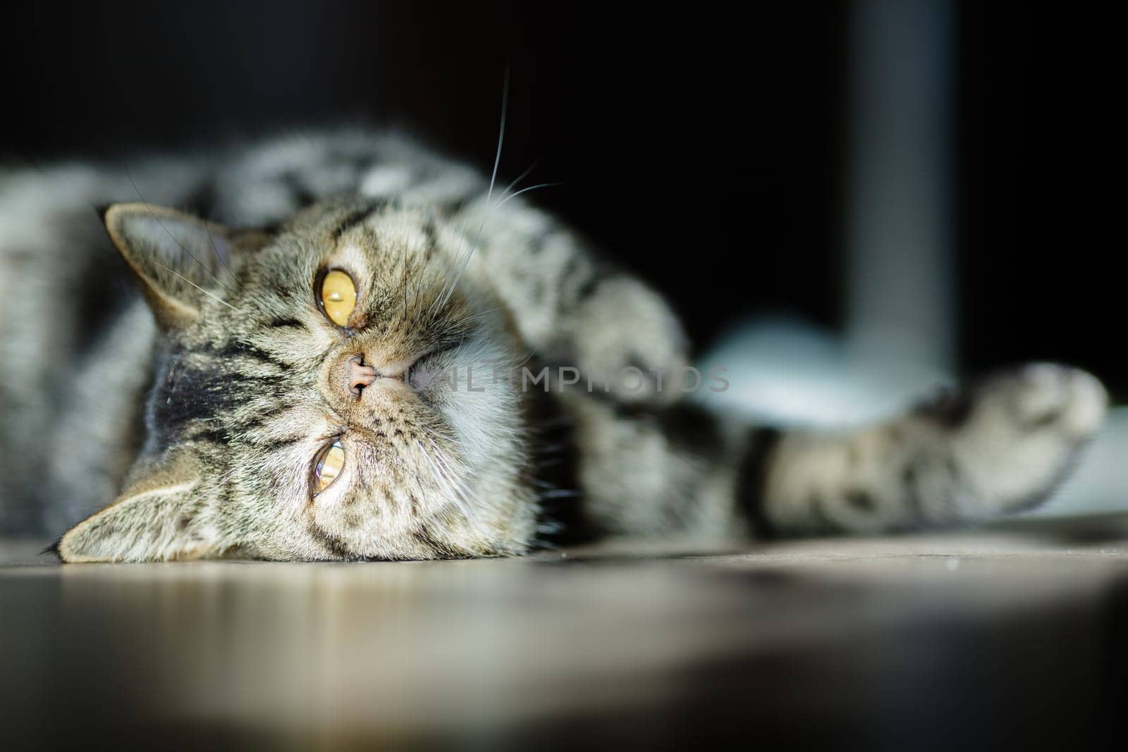 Cute tabby cat with golden eyes lies on the floor in soft sunlight, gazing upside down with a relaxed and curious expression.
