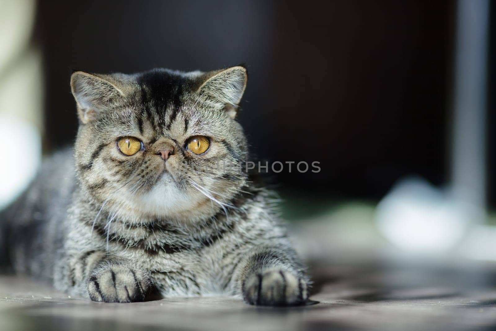 Grumpy-looking tabby cat with golden eyes stretches out on the floor, basking in warm sunlight with a relaxed yet serious expression.
