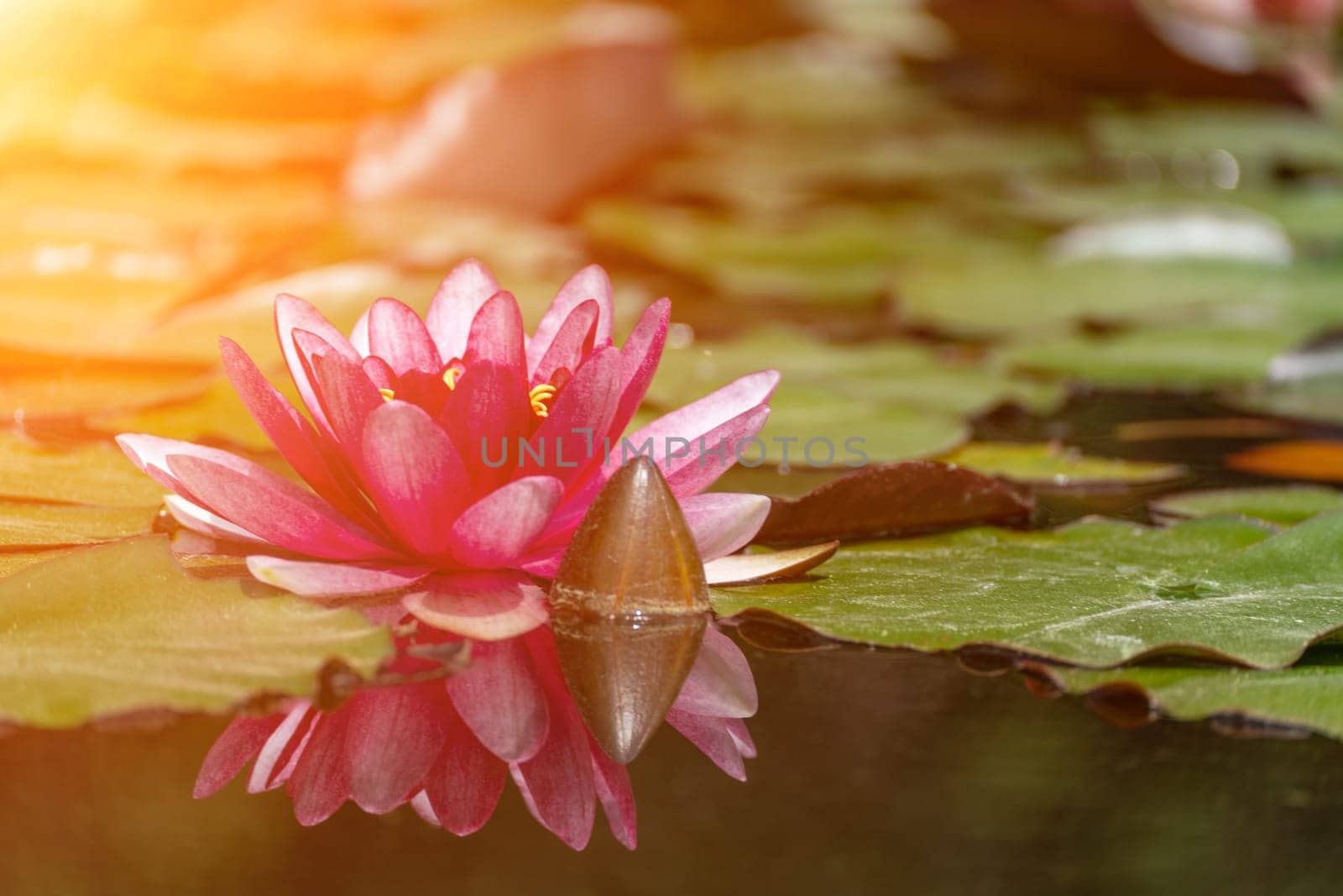 Pink lotus water lily flower in pond, waterlily with green leaves blooming.