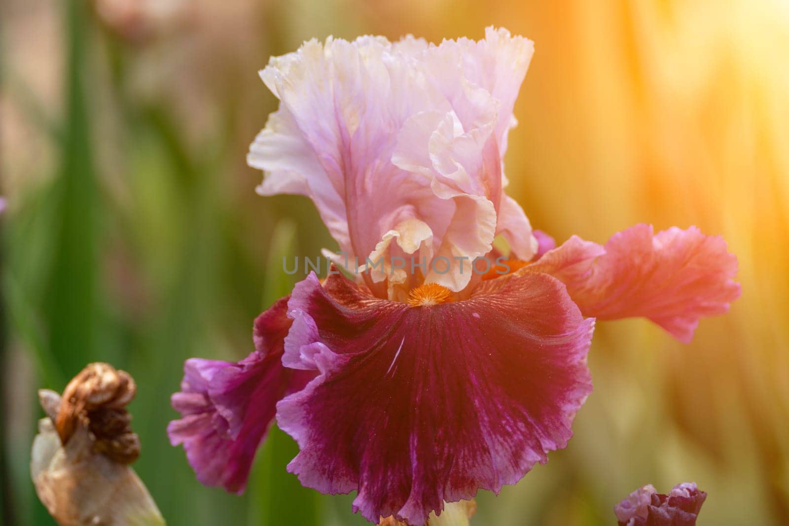 Purple with yellow bearded iris flower close up.