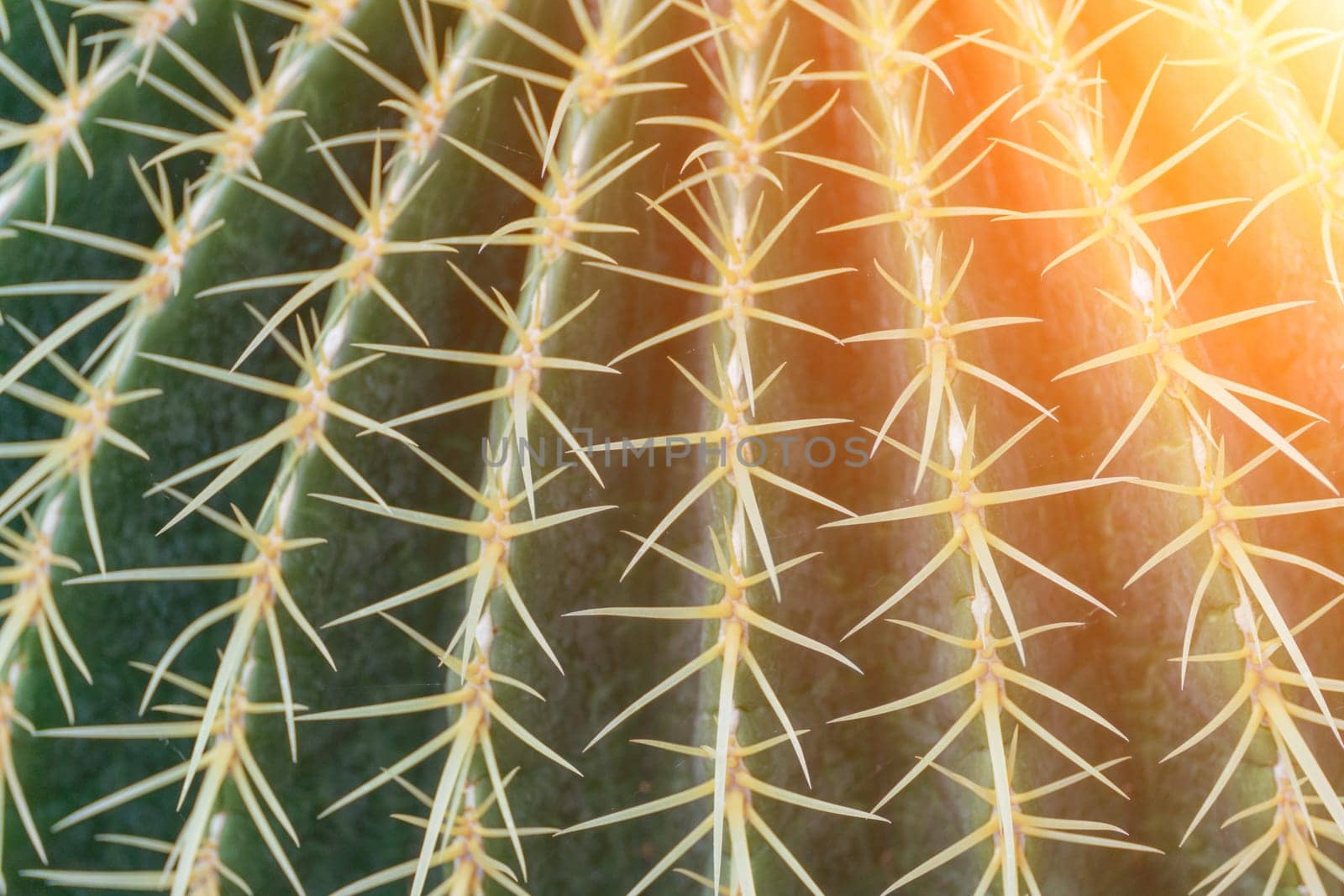 thorn cactus texture background. Golden barrel cactus, golden ball or mother-in-law's cushion Echinocactus grusonii is a species of barrel cactus which is endemic to east-central Mexico.