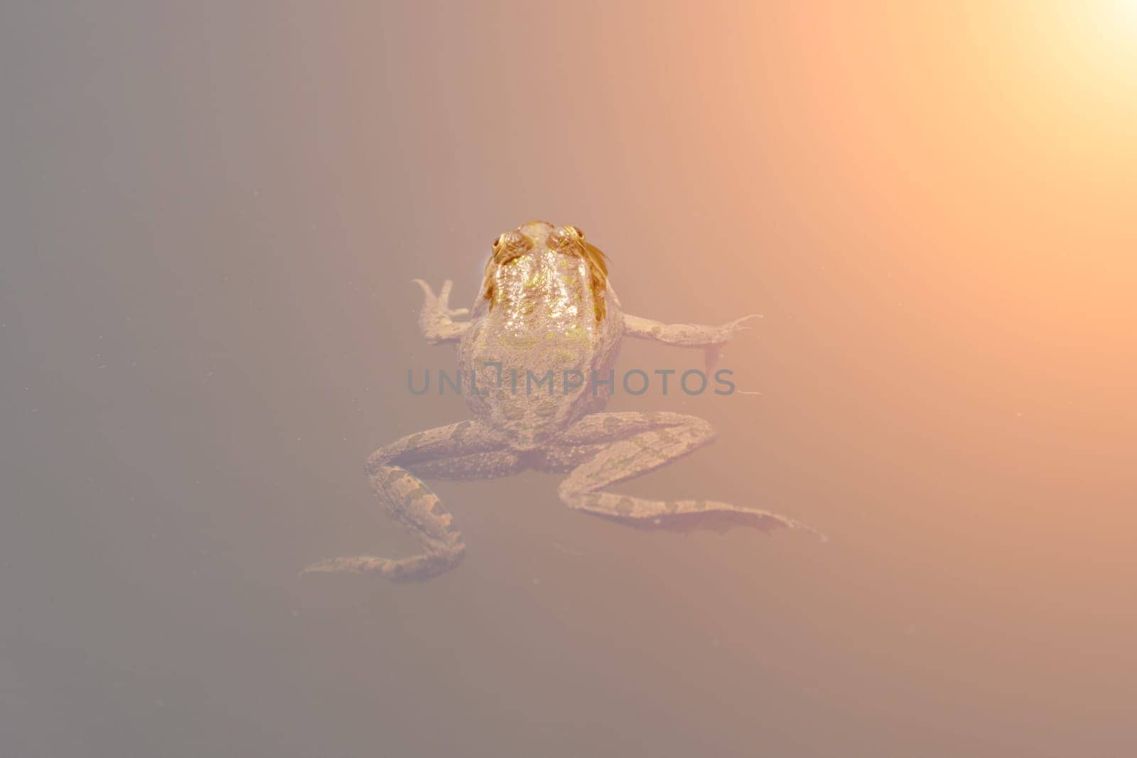A frog swims in murky water, its eyes and limbs visible. The scene is bathed in a diffused orange glow.
