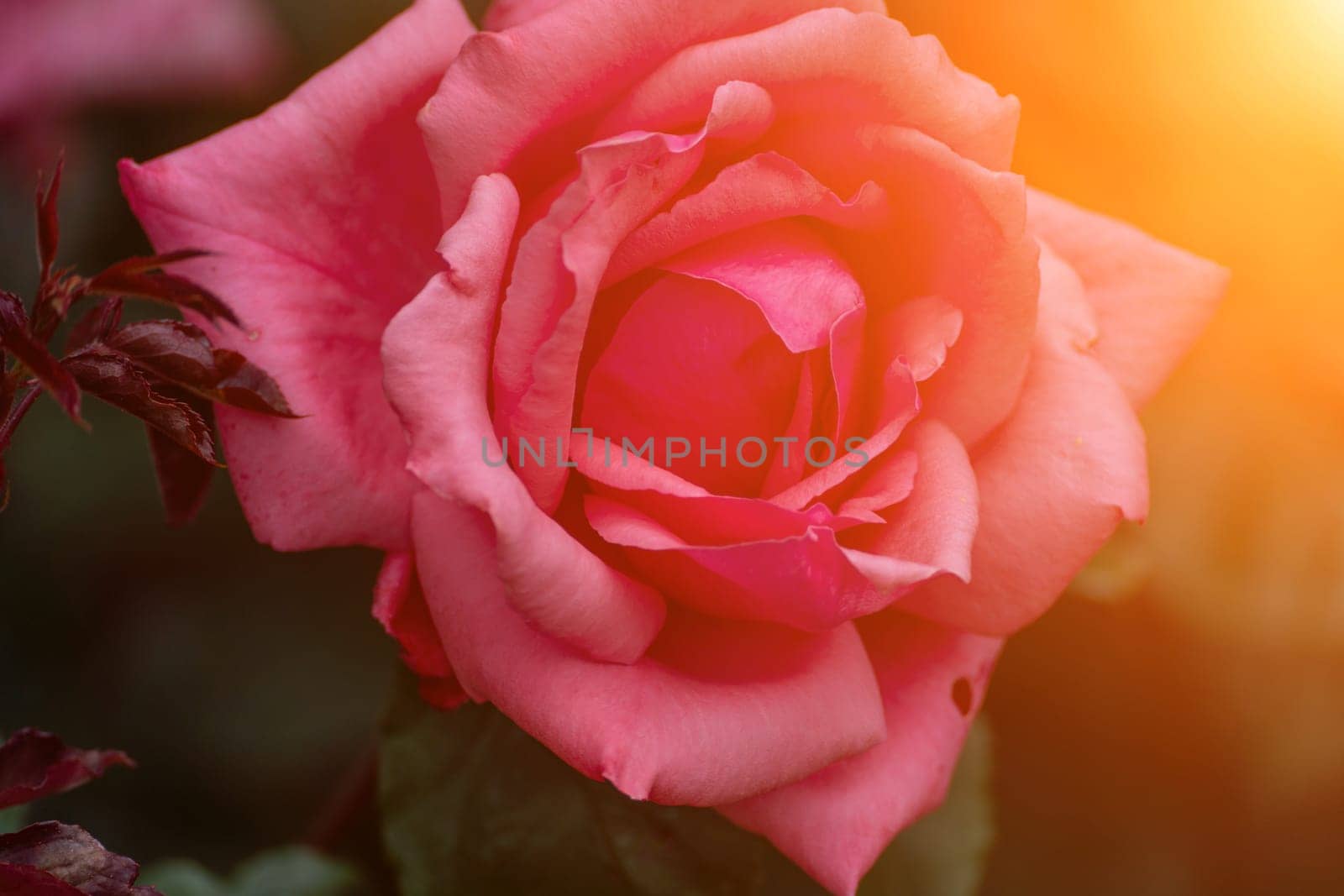 Close-up of a blooming pink rose with layers of petals, illuminated by warm sunlight. The background shows out-of-focus foliage.