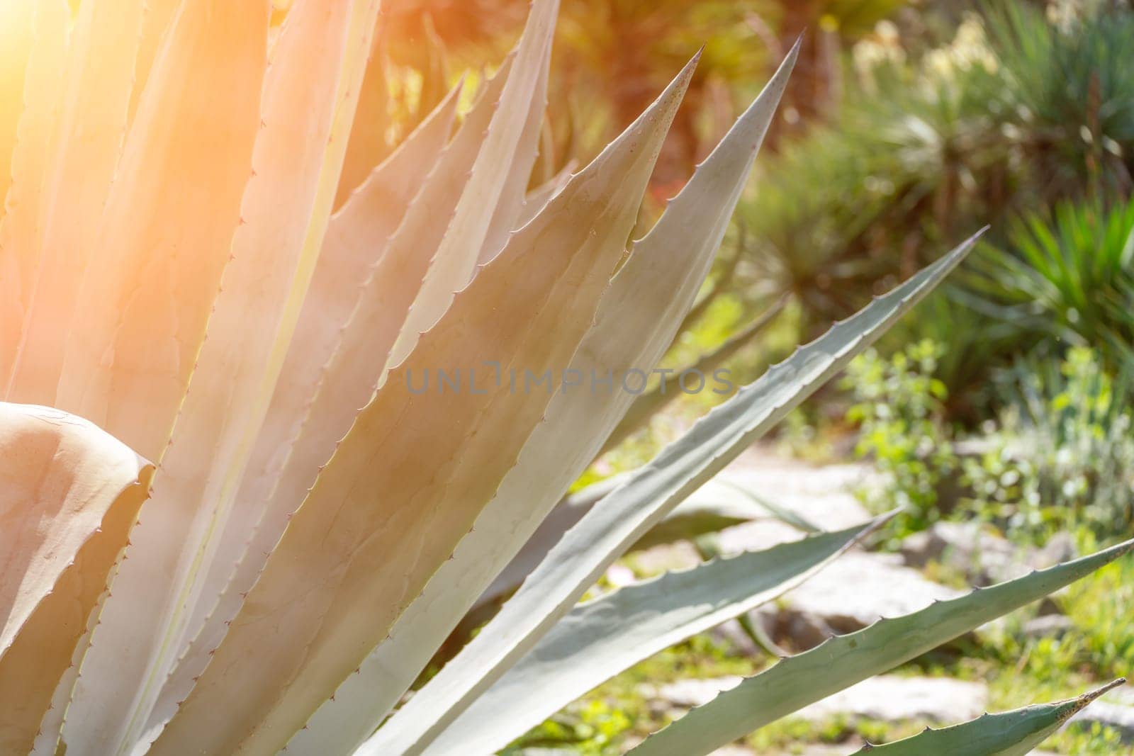 Close-up on a vibrant agave plant with sharp, pointed leaves under bright sunlight in a garden setting.