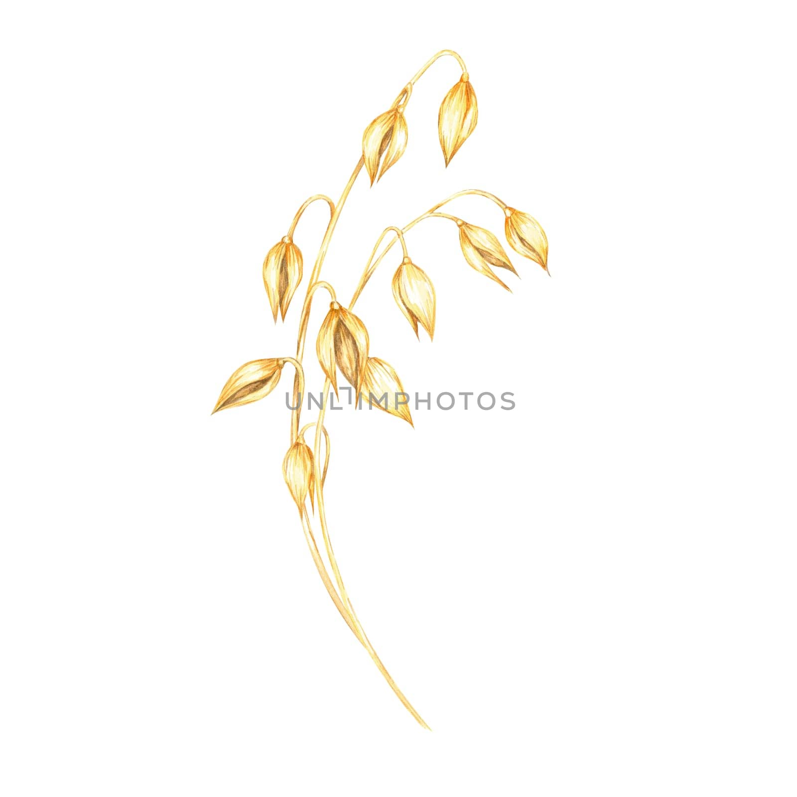 Simple oat stem with only a few golden-yellow grains. Avena sativa clipart. Watercolor minimalist design for natural food product labels, eco-conscious branding, or sustainable fashion products