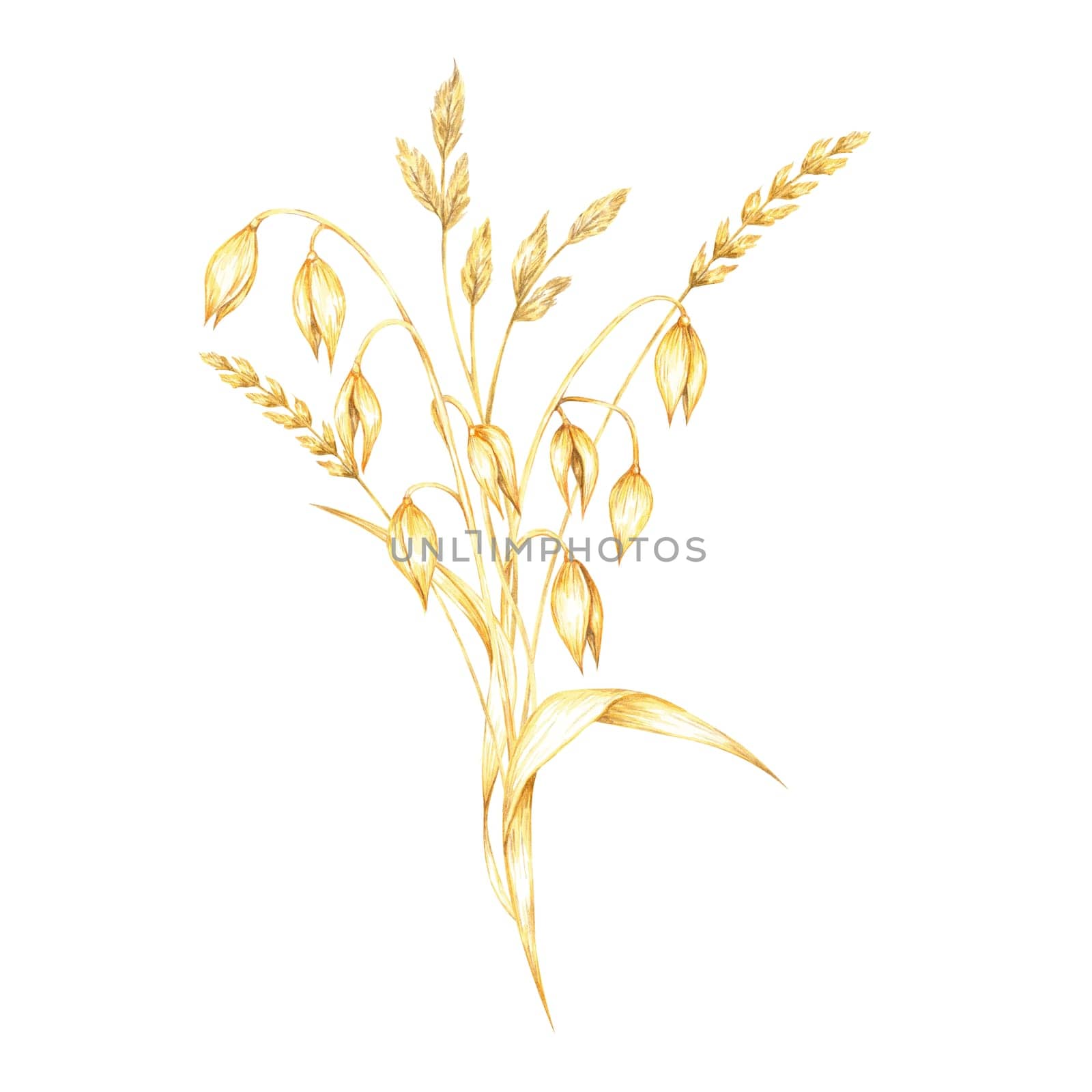 Oat stems and herbs bouquet with multiple clusters of golden-yellow grains hanging loosely. Watercolor clipart design for healthy food branding, eco-friendly packaging, or natural wellness products