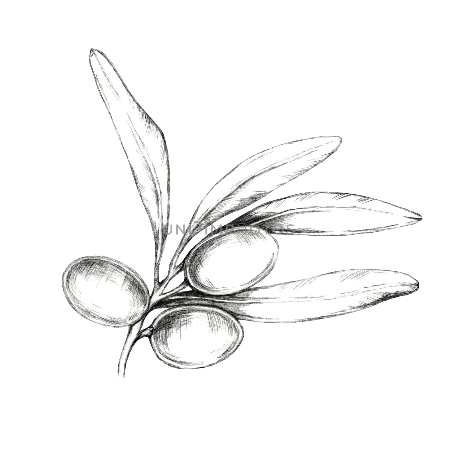 Olive branch with two ripe olives and elongated leaves. Isolated Pencil drawing clipart for use in olive oil branding, natural skincare, or Mediterranean-inspired designs for soaps and cosmetics.