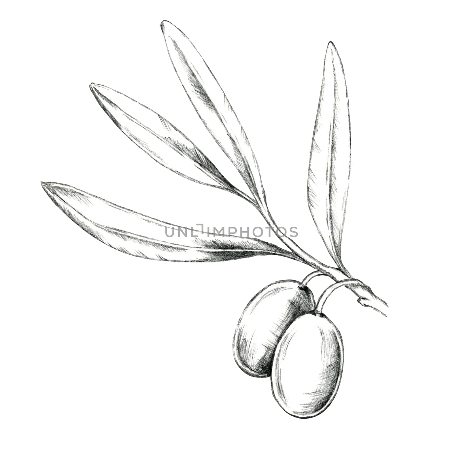 Olive branch with two detailed olives and narrow leaves. Isolated Pencil drawing clipart for use in premium olive oil labels, organic beauty product packaging, or artisanal food branding