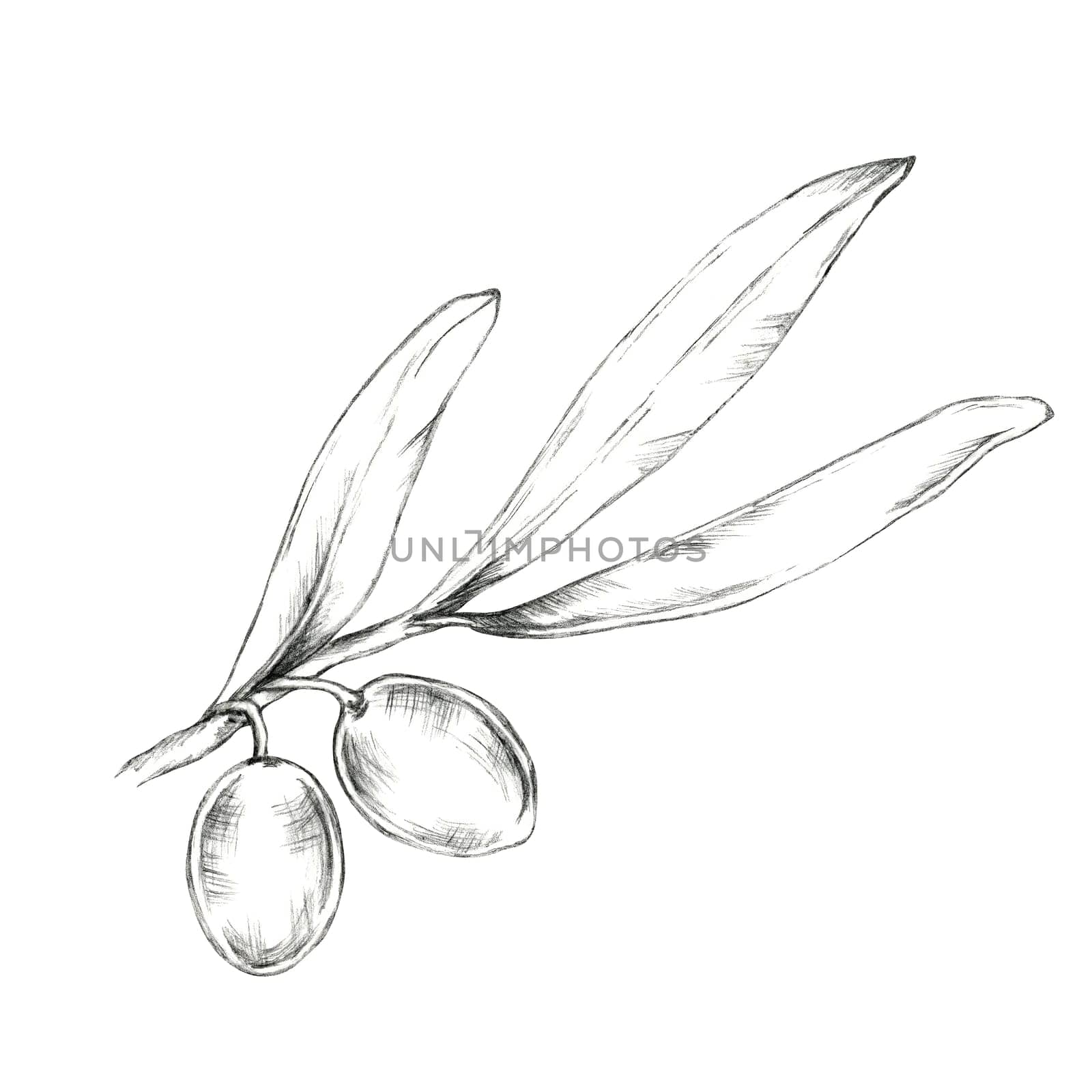 Olive branch with two large olives and slender leaves. Isolated Pencil drawing clipart for use in organic product packaging, especially for olive-based oils, skincare, or handmade soaps
