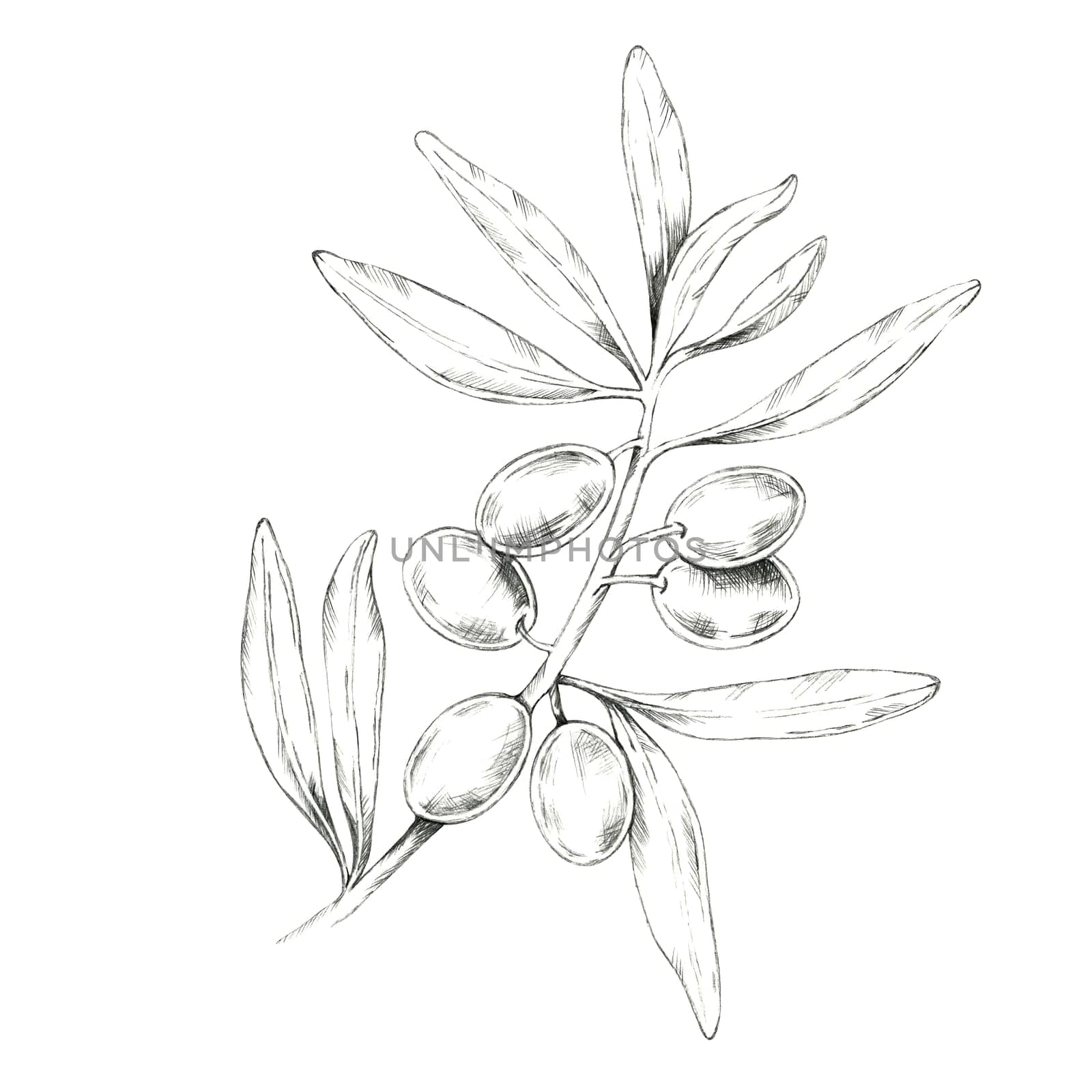 Olive branch with multiple olives and delicate leaves. Pencil drawing clipart for use in natural beauty product packaging, artisanal olive oil labels, or eco-friendly cosmetic branding