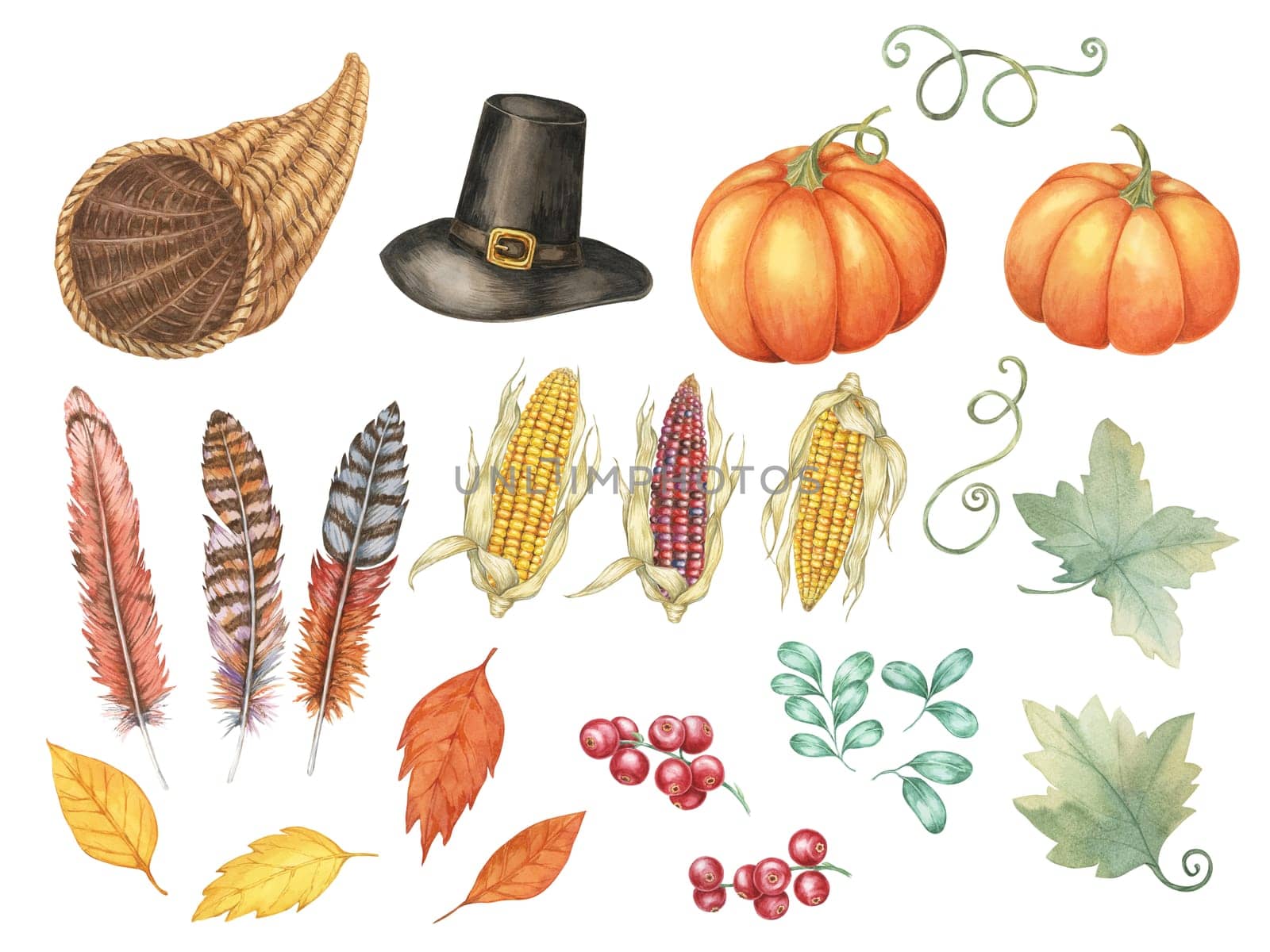 Thanksgiving watercolor clipart set including a Pilgrim hat, pumpkins, feathers, dried corn, cranberries and autumn leaves. Ideal for crafting invitations, seasonal greeting cards, or festive flyers