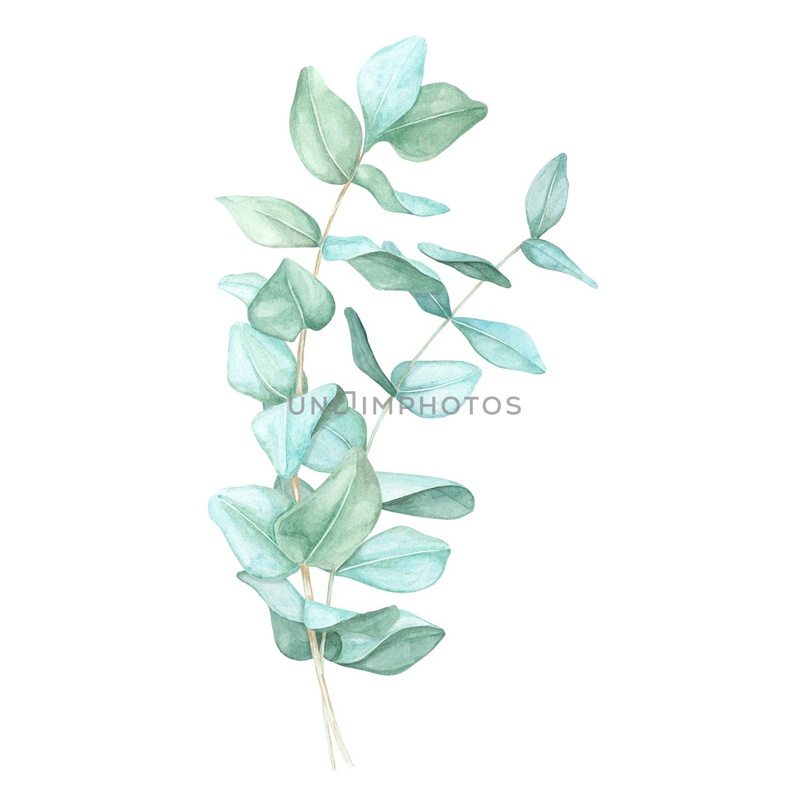Eucalyptus branches arrangement with soft, muted green leaves. Silver dollar eucalyptus isolated watercolor clipart. Perfect for botanical prints, wedding stationery, cosmetics and spa product labels