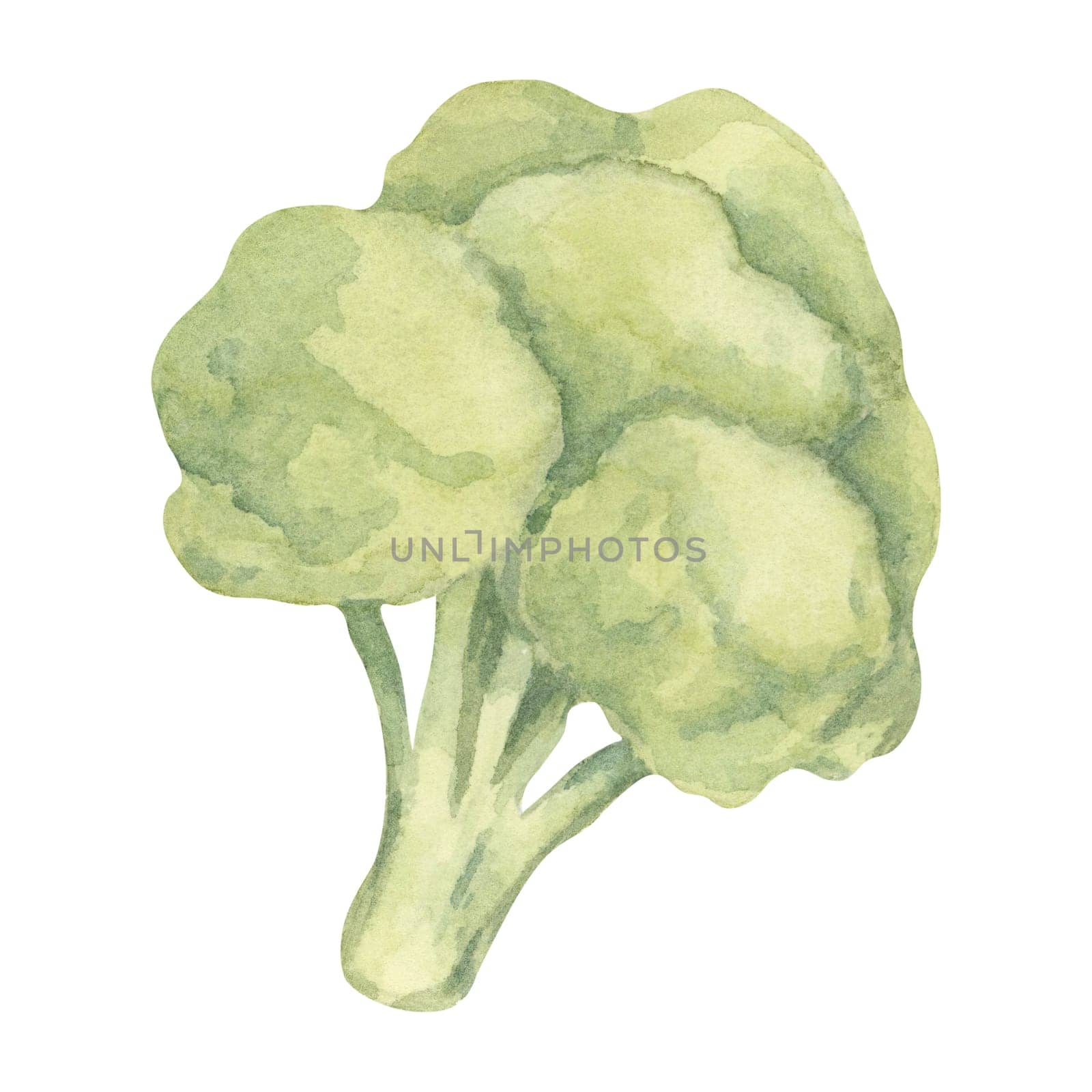 A single broccoli head painted in shades of green with a textured watercolor technique. This vegetable illustration is perfect for health-themed infographics, diet plans, and fresh produce packaging