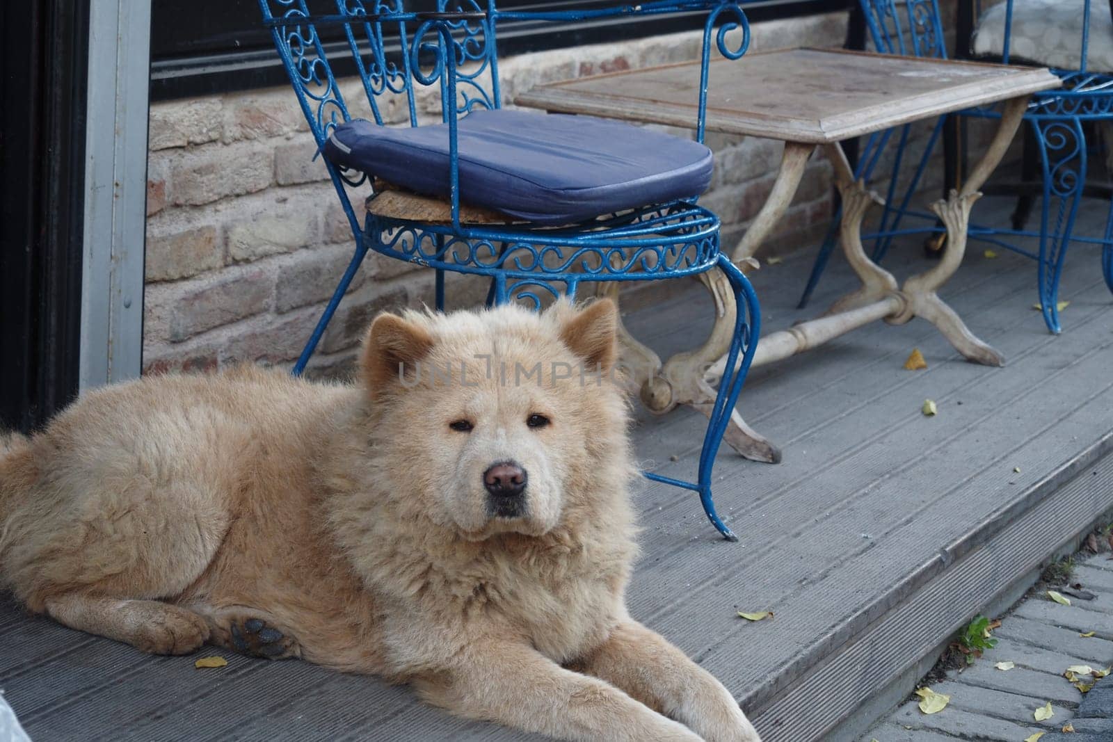 A fluffy Chow Chow lays calmly on a wooden porch beside blue chairs.