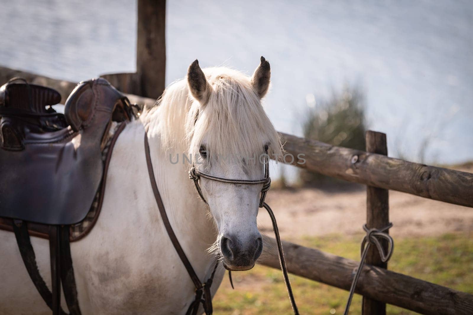 a white horse camargue race is in his ranch. France