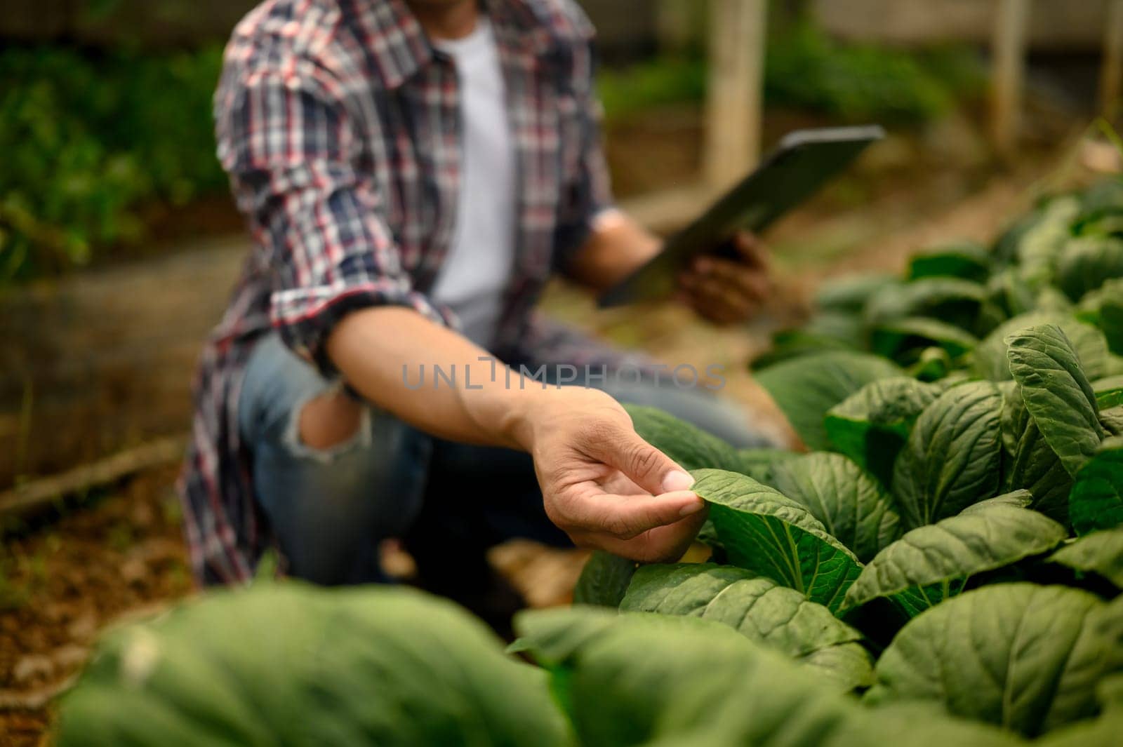Farmer holding a digital tablet inspecting the health of leafy green plant in a greenhouse.