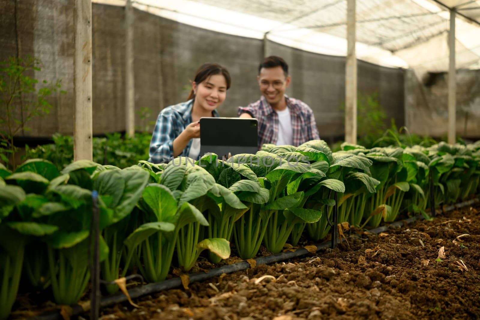 Smiling farmers analyze data on digital tablet while inspecting Tatsoi plants in a greenhouse.
