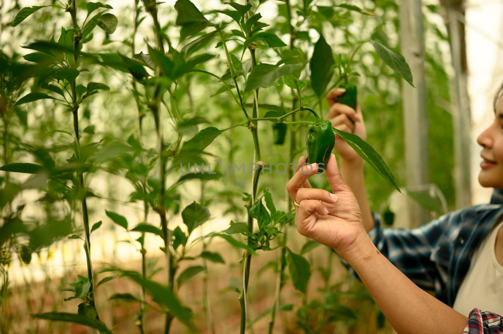 Farmer checking the ripeness of green bell peppers in a greenhouse.