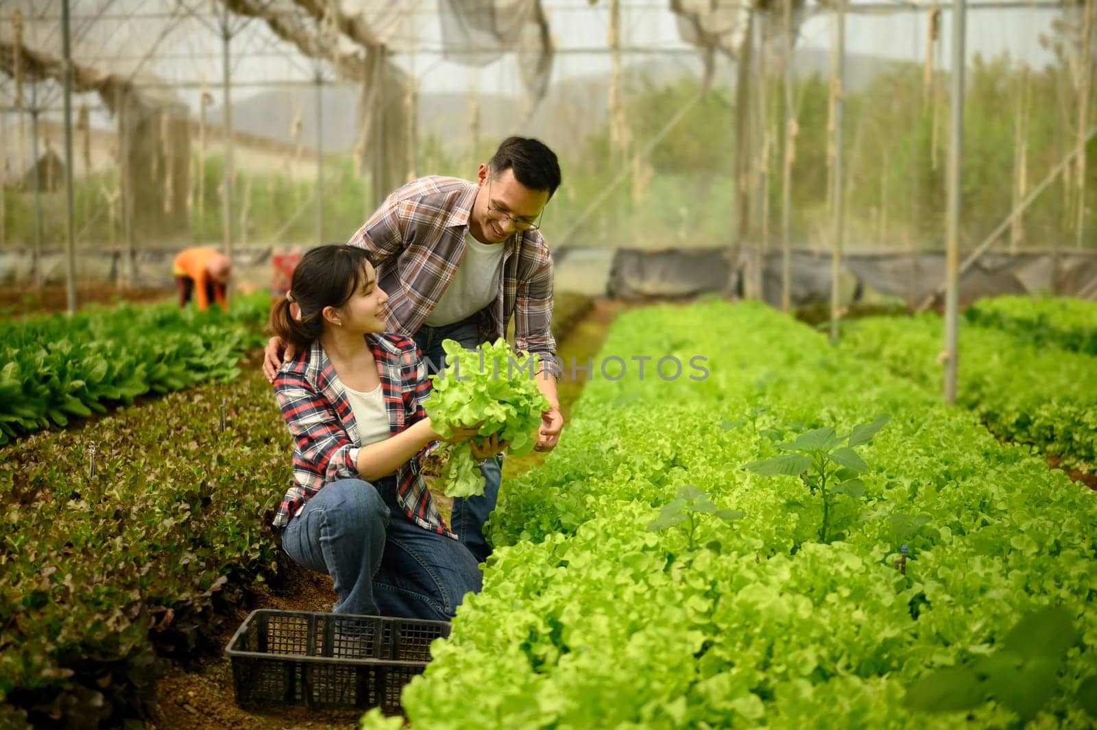 Smiling man and woman enjoy harvesting fresh vegetables inside a greenhouse.