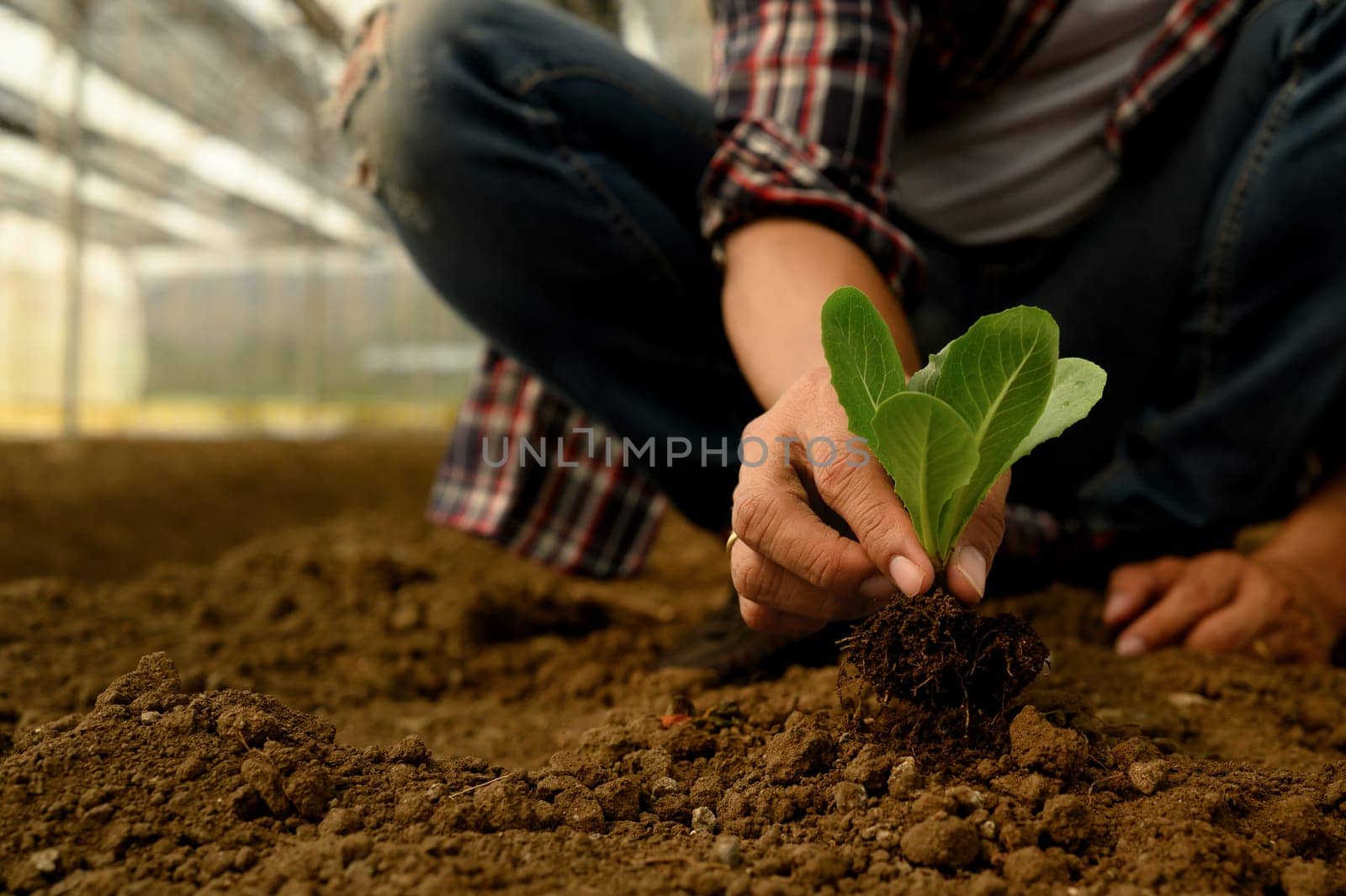 Farmer planting young seedling in fertile soil. Growth, sustainability, and eco-friendly agriculture..