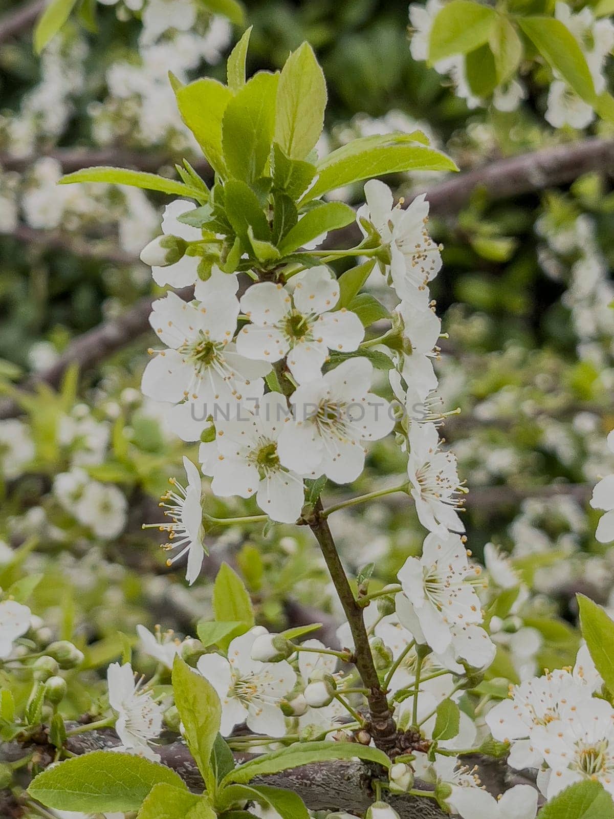 Delicate white blossoms of the fleur prunier are in full bloom, surrounded by lush green leaves, showcasing nature beauty in a lively garden during spring.